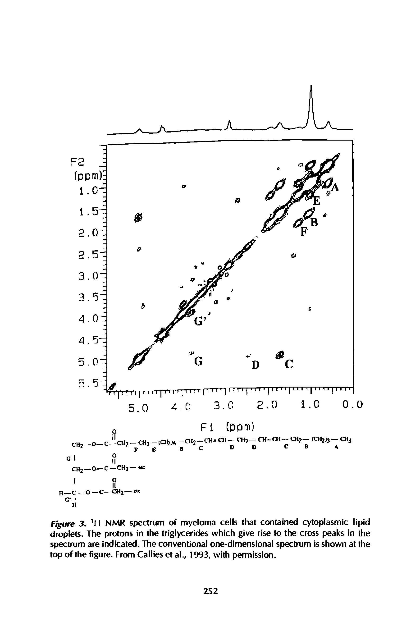 Figure 3. H NMR spectrum of myeloma cells that contained cytoplasmic lipid droplets. The protons in the triglycerides which give rise to the cross peaks in the spectrum are indicated. The conventional one-dimensional spectrum is shown at the top of the figure. From Callies et al., 1993, with permission.