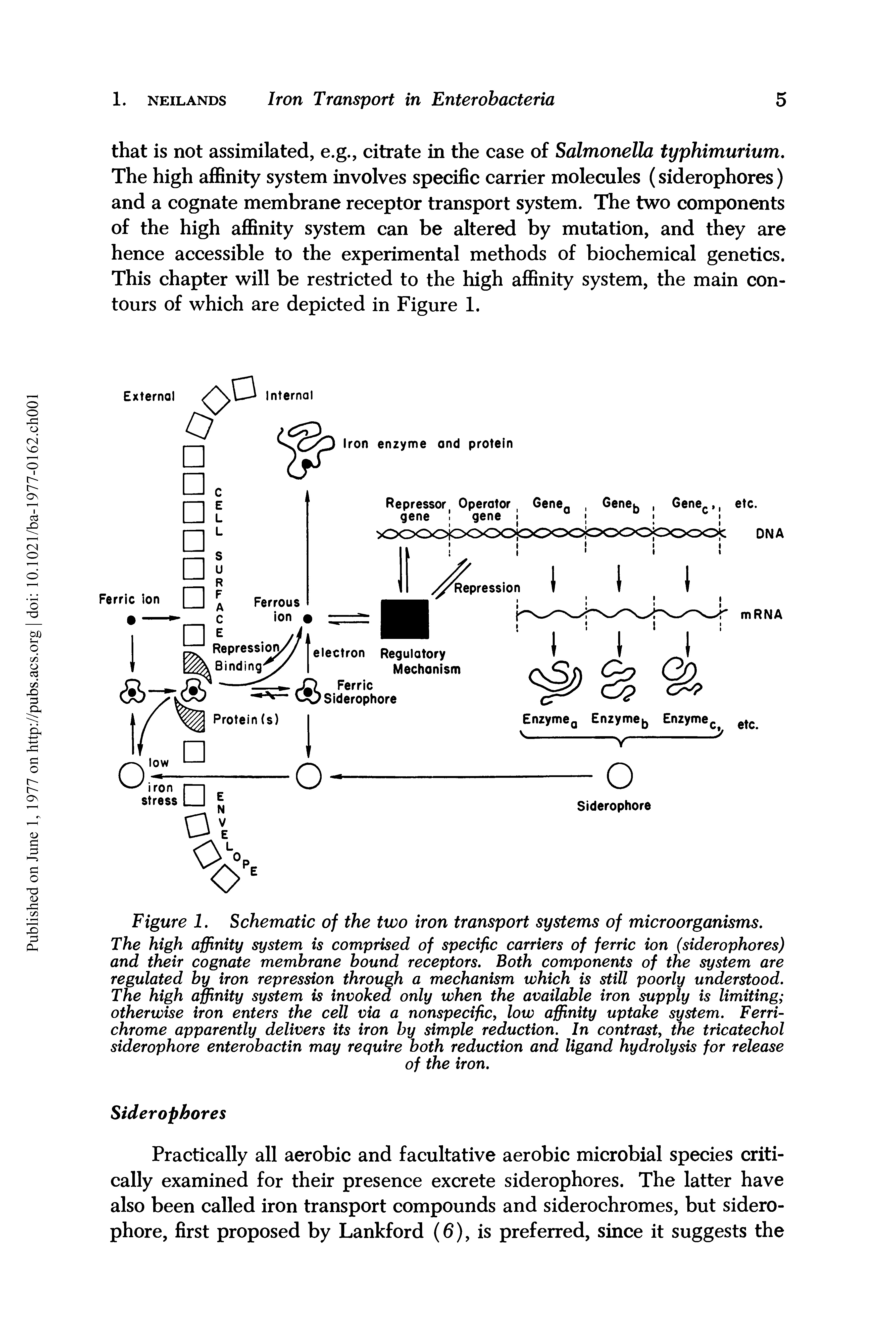 Figure 1. Schematic of the two iron transport systems of microorganisms. The high affinity system is comprised of specific carriers of ferric ion (siderophores) and their cognate membrane hound receptors. Both components of the system are regulated by iron repression through a mechanism which is still poorly understood. The high affinity system is invoked only when the available iron supply is limiting otherwise iron enters the cell via a nonspecific, low affinity uptake system. Ferri-chrome apparently delivers its iron by simple reduction. In contrasty the tricatechol siderophore enterobactin may require both reduction and ligand hydrolysis for release...