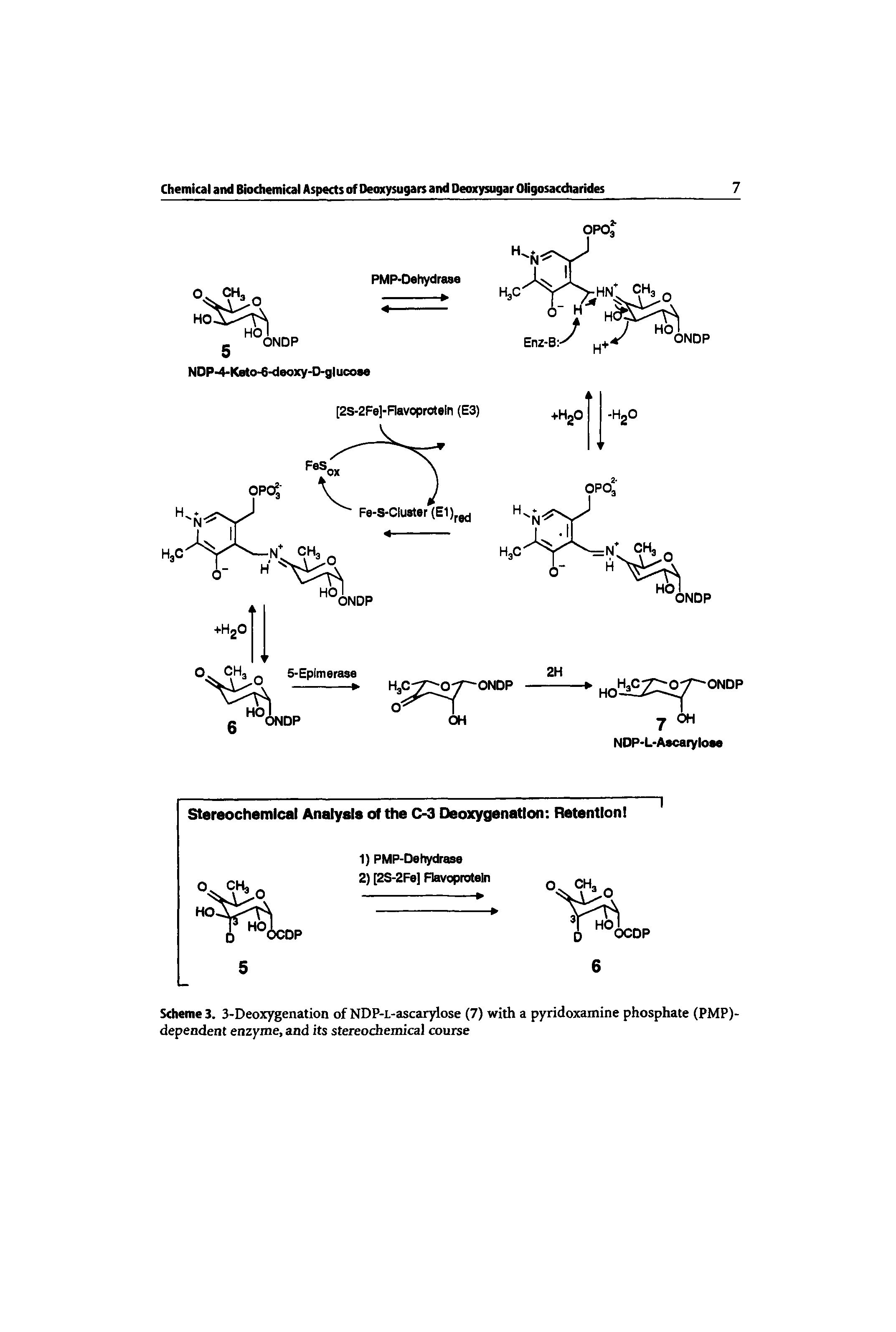 Scheme 3. 3-Deoxygenation of NDP-L-ascarylose (7) with a pyridoxamine phosphate (PMP)-dependent enzyme, and its stereochemical course...