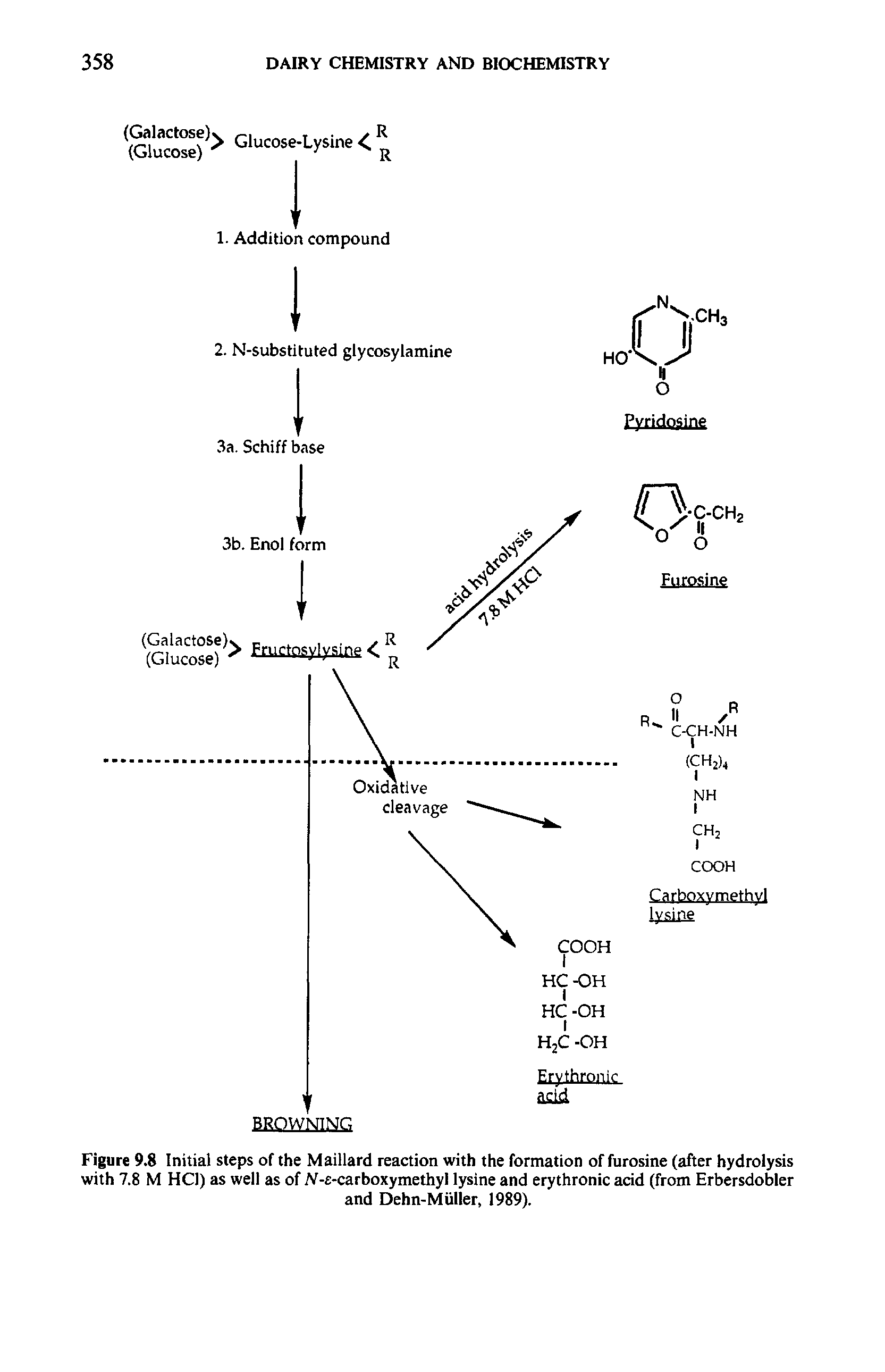 Figure 9.8 Initial steps of the Maillard reaction with the formation of furosine (after hydrolysis with 7.8 M HCi) as well as of. Y-s-carboxymethyl lysine and erythronic acid (from Erbersdobler...