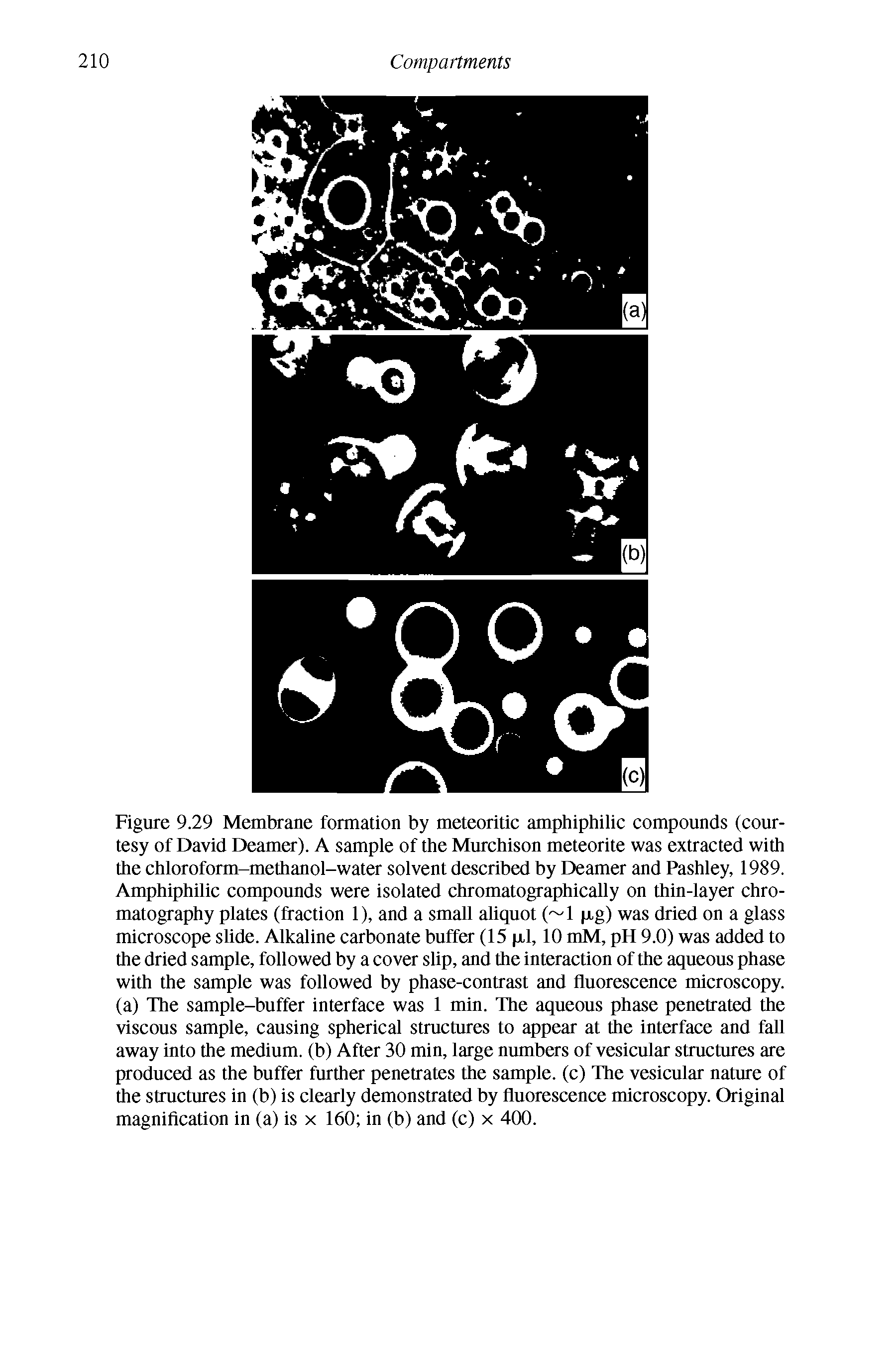 Figure 9.29 Membrane formation by meteoritic amphiphilic compounds (courtesy of David Deamer). A sample of the Murchison meteorite was extracted with the chloroform-methanol-water solvent described by Deamer and Pashley, 1989. Amphiphilic compounds were isolated chromatographically on thin-layer chromatography plates (fraction 1), and a small aliquot ( 1 p,g) was dried on a glass microscope slide. Alkaline carbonate buffer (15 p,l, 10 mM, pH 9.0) was added to the dried sample, followed by a cover slip, and the interaction of the aqueous phase with the sample was followed by phase-contrast and fluorescence microscopy, (a) The sample-buffer interface was 1 min. The aqueous phase penetrated the viscous sample, causing spherical structures to appear at the interface and fall away into the medium, (b) After 30 min, large numbers of vesicular structures are produced as the buffer further penetrates the sample, (c) The vesicular nature of the structures in (b) is clearly demonstrated by fluorescence microscopy. Original magnification in (a) is x 160 in (b) and (c) x 400.