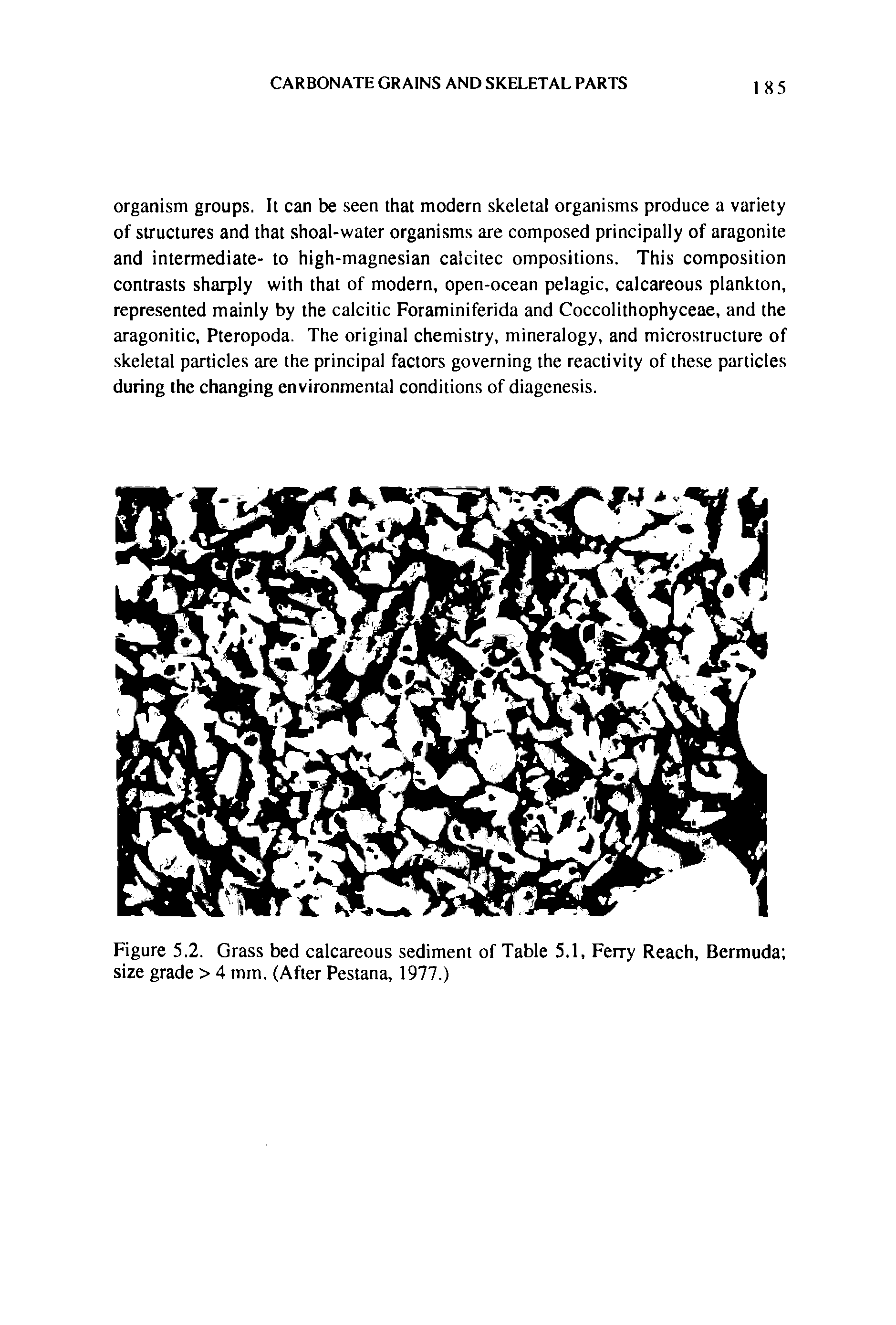Figure 5.2. Grass bed calcareous sediment of Table 5.1, Ferry Reach, Bermuda size grade > 4 mm. (After Pestana, 1977.)...