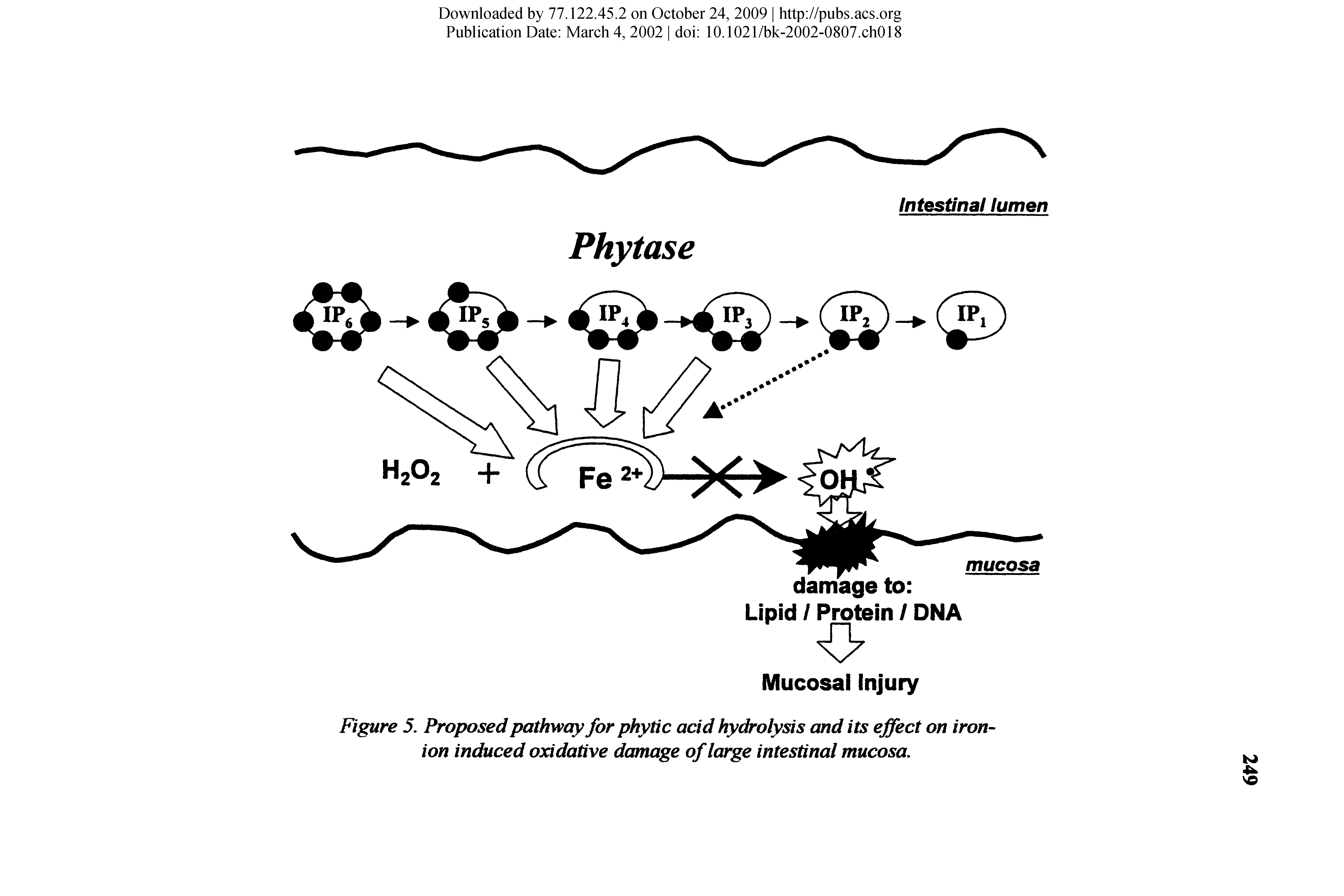 Figure 5. Proposed pathway for phytic acid hydrolysis and its effect on iron ion induced oxidative damage of large intestinal mucosa.