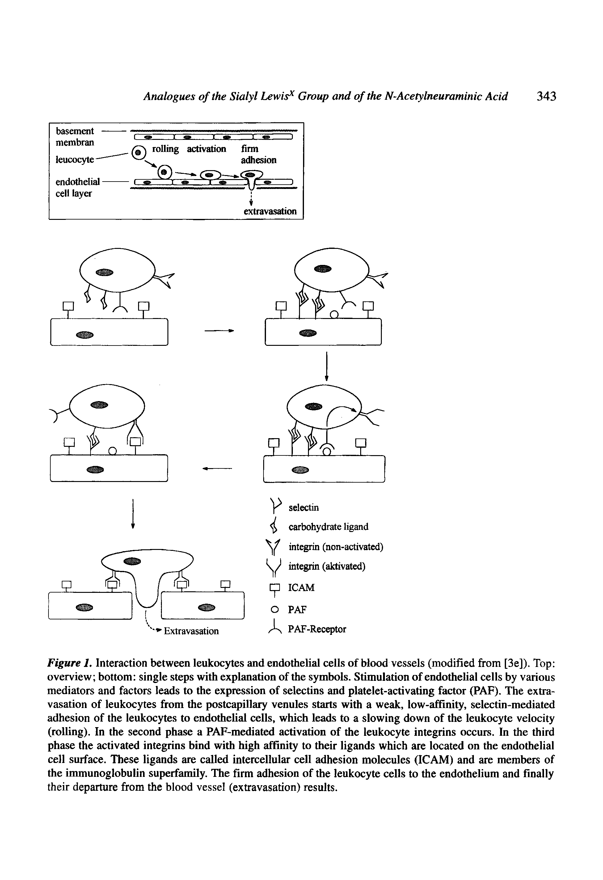 Figure 1. Interaction between leukocytes and endothelial cells of Mood vessels (modified from [3e]). Top overview bottom single steps with explanation of the symbols. Stimulation of endothelial cells by various mediators and factors leads to the expression of selectins and platelet-activating factor (PAF). The extravasation of leukocytes from the postcapillary venules starts with a weak, low-affinity, selectin-mediated adhesion of the leukocytes to endothelial cells, which leads to a slowing down of the leukocyte velocity (rolling). In the second phase a PAF-mediated activation of the leukocyte integrins occurs. In the third phase the activated integrins bind with high affinity to their ligands which are located on the endothelial cell surface. These ligands are called intercellular cell adhesion molecules (ICAM) and are members of the immunoglobulin superfamily. The firm adhesion of the leukocyte cells to the endothelium and finally their departure from the blood vessel (extravasation) results.