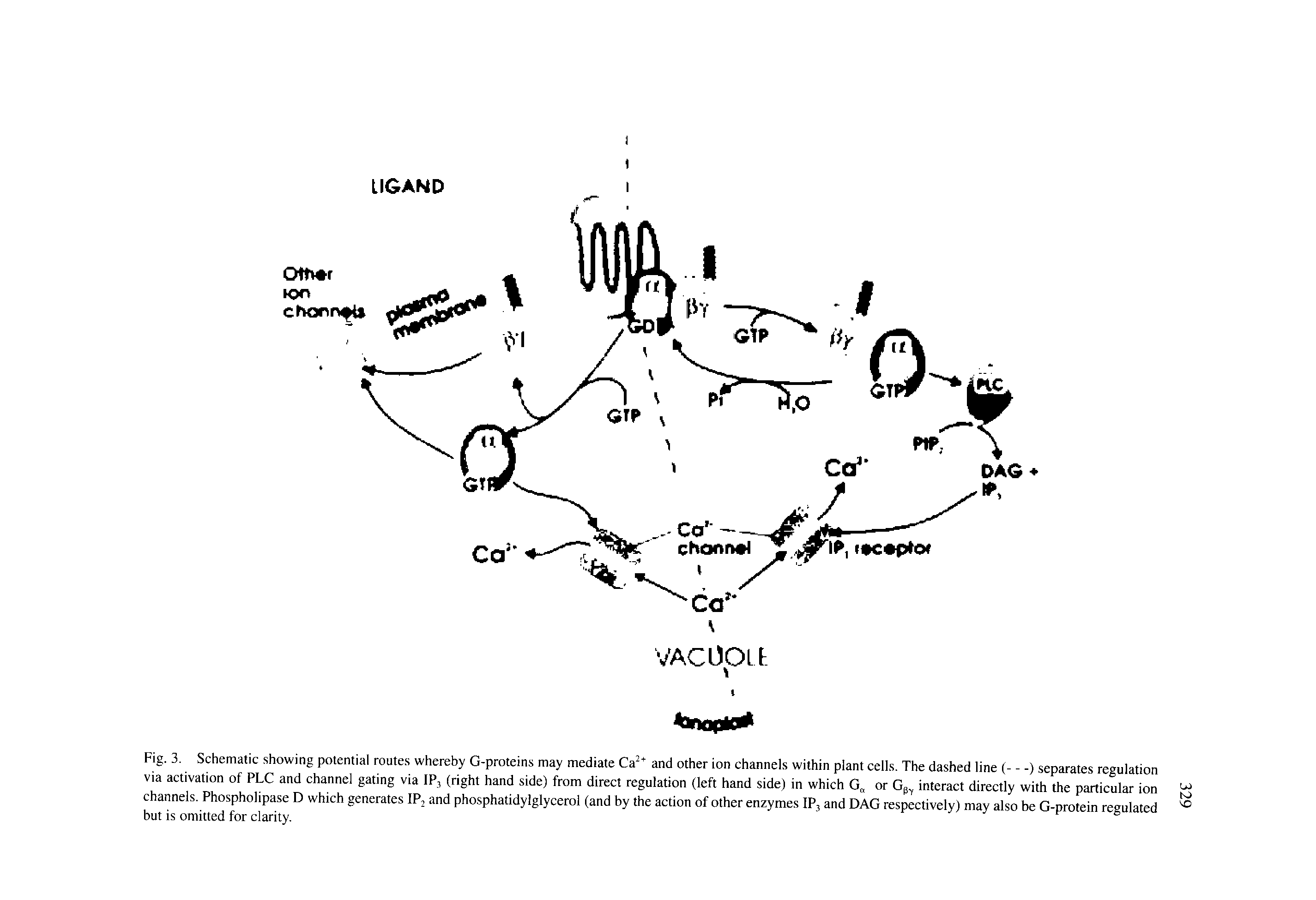 Fig. 3. Schematic showing potential routes whereby G-proteins may mediate Ca and other ion channels within plant cells. The dashed line (—) separates regulation via activation of PLC and channel gating via IP3 (right hand side) from direct regulation (left hand side) in which G or Gp interact directly with the particular ion channels. Phospholipase D which generates IP2 and phosphatidylglycerol (and by the action of other enzymes IP, and DAG respectively) may also be G-protein regulated but is omitted for clarity.