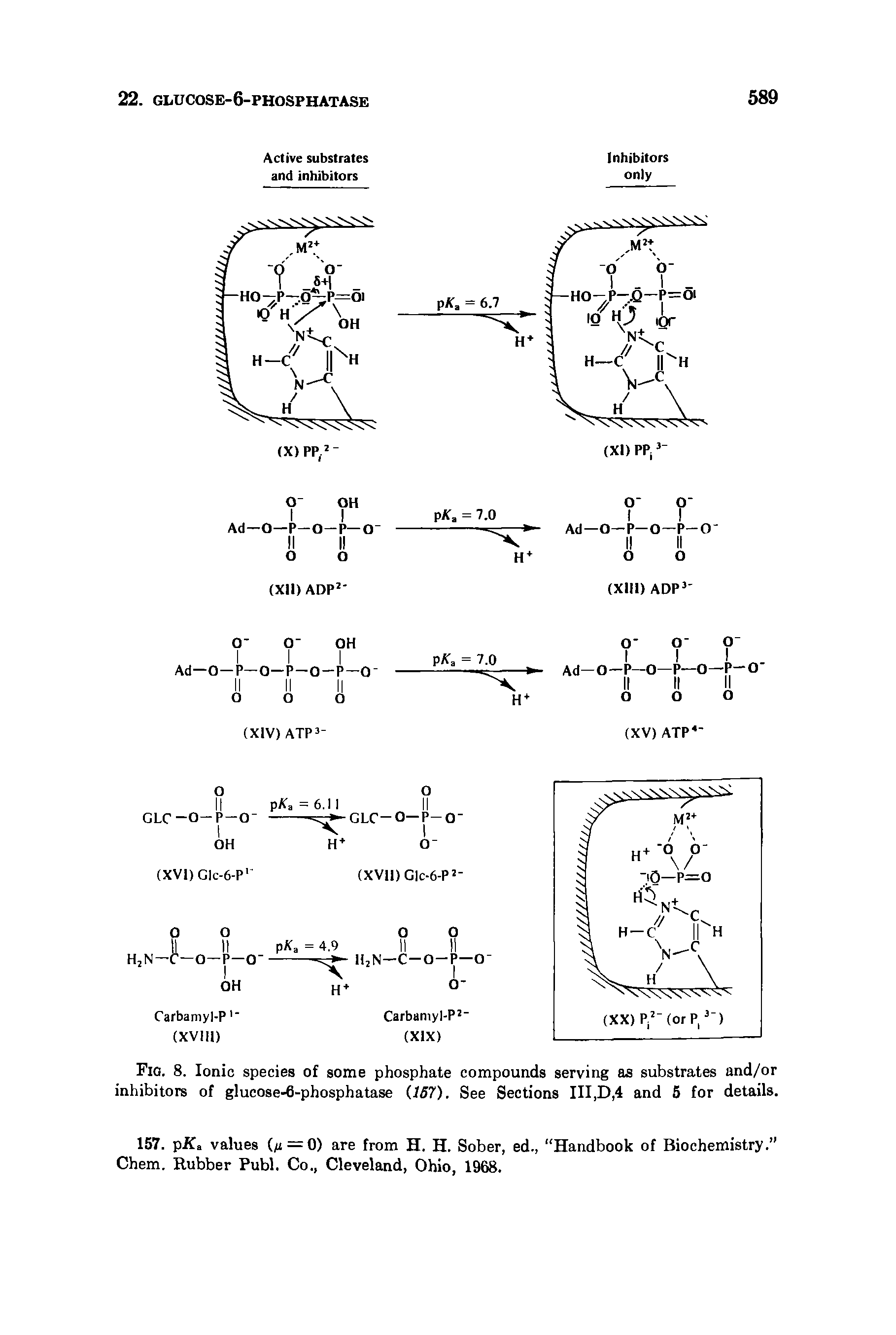 Fig. 8. Ionic species of some phosphate compounds serving as substrates and/or inhibitors of glucose-6-phosphatase (157). See Sections III,D,4 and 5 for details.