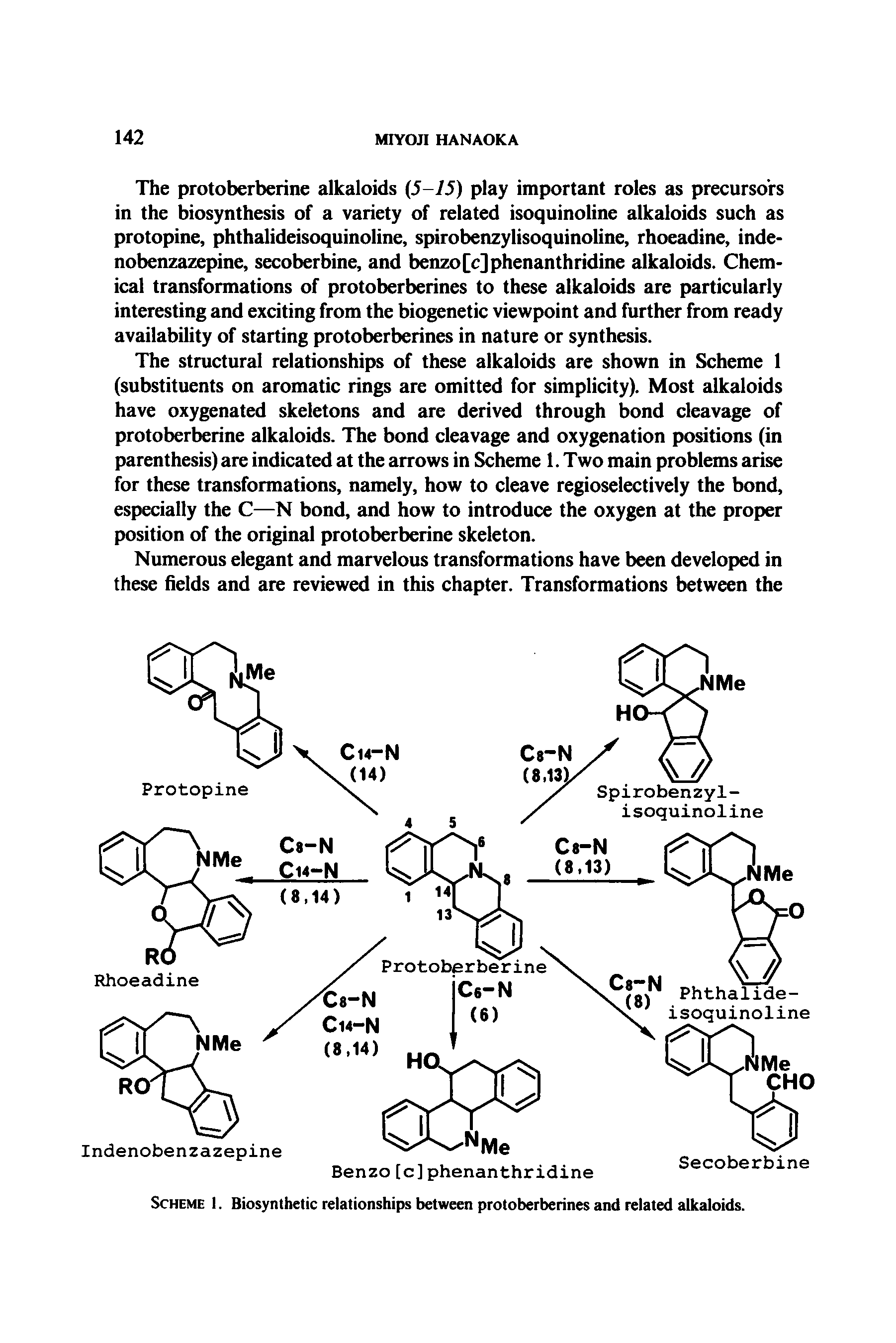 Scheme 1. Biosynthetic relationships between protoberberines and related alkaloids.