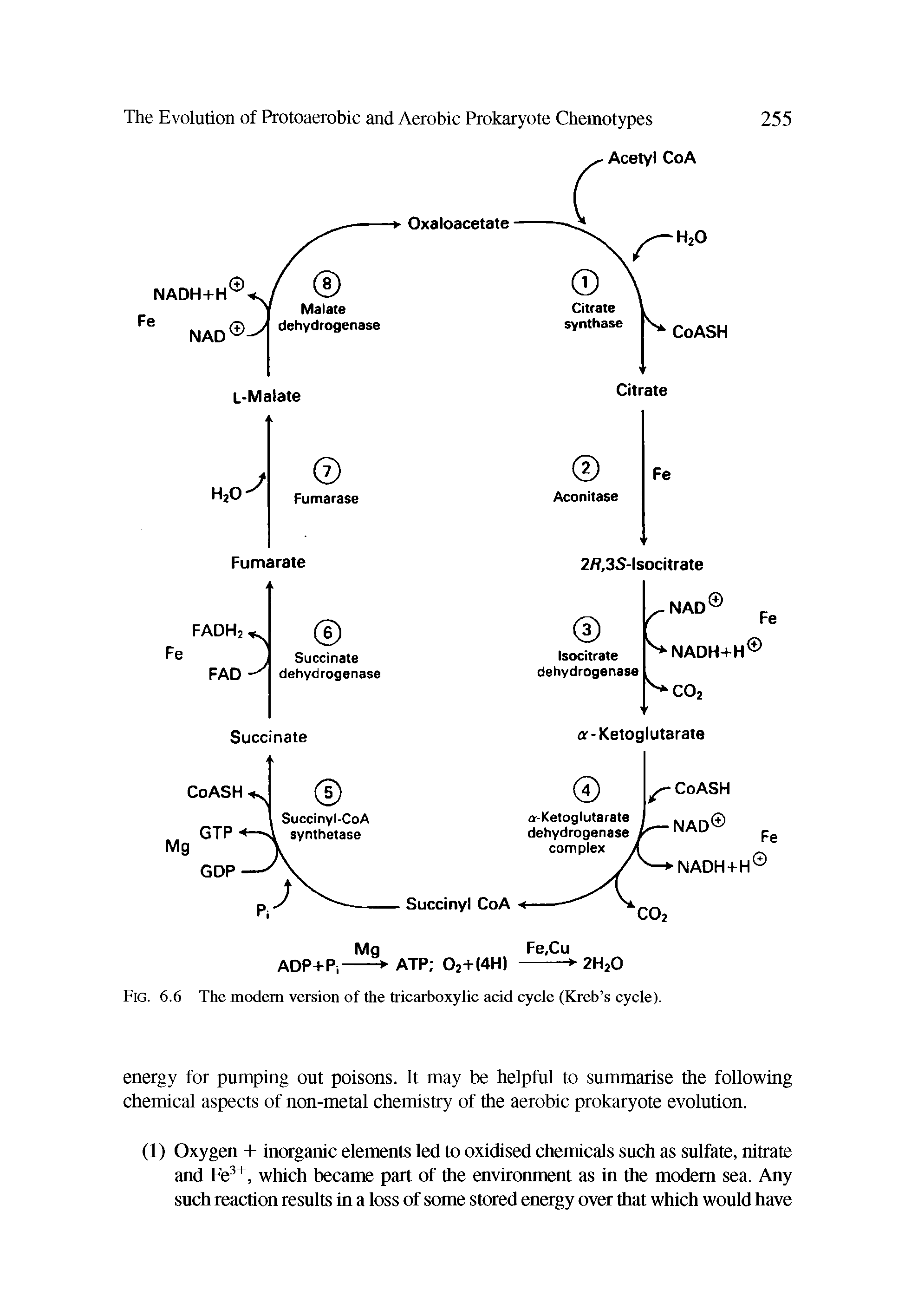 Fig. 6.6 The modem version of the tricarboxylic acid cycle (Kreb s cycle).
