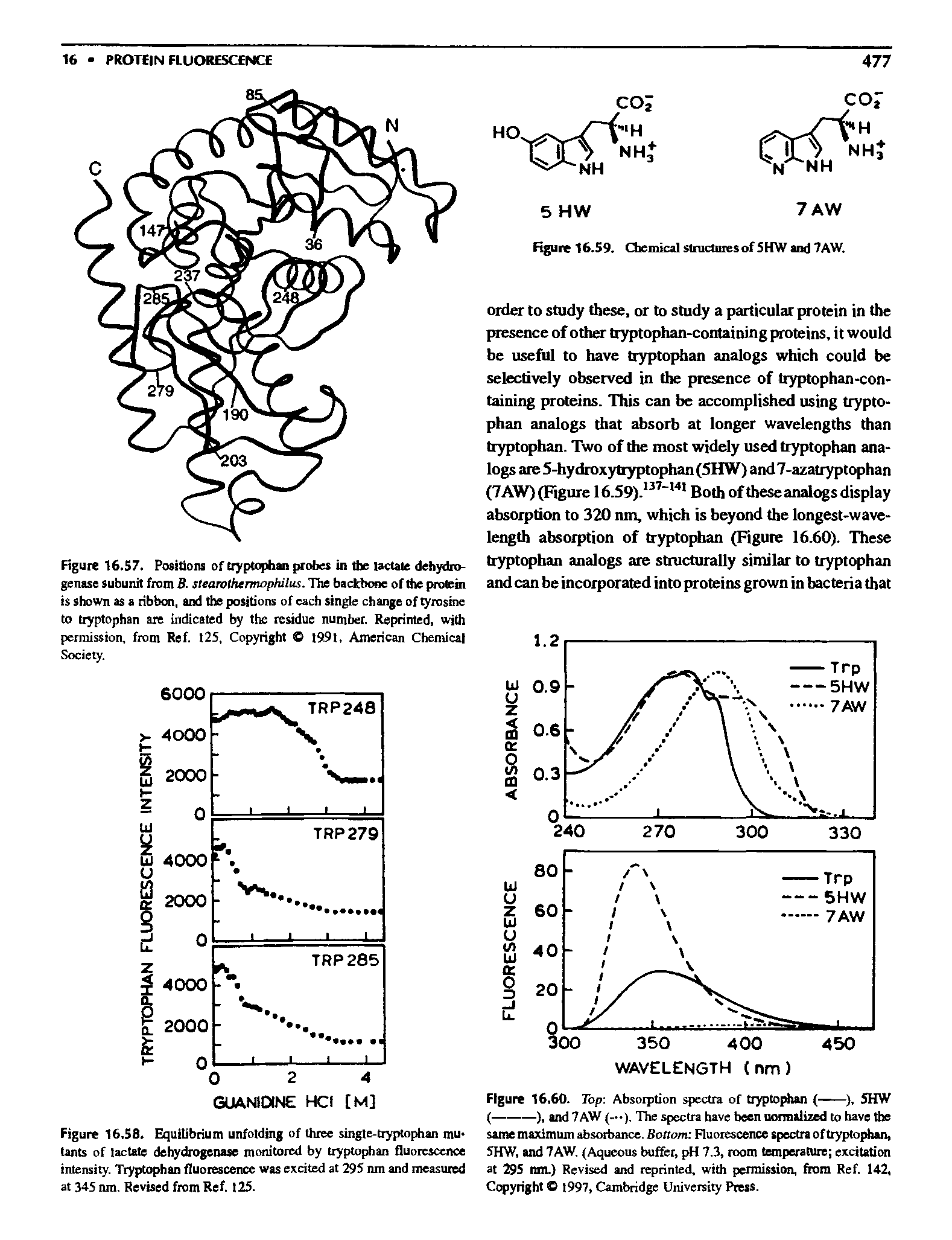 Figure 16.57. Positions of tryptophan probes in the lactate dehydrogenase subunit from B. stearothermophilus. The badcbone of the protein is shown as a ribbon, and the positions of each single change of rosine to tryptophan are indicated by the residue number. Reprinted, permission, from Ref. I25, Copyright O t9l9t. American Chemical Socie. ...