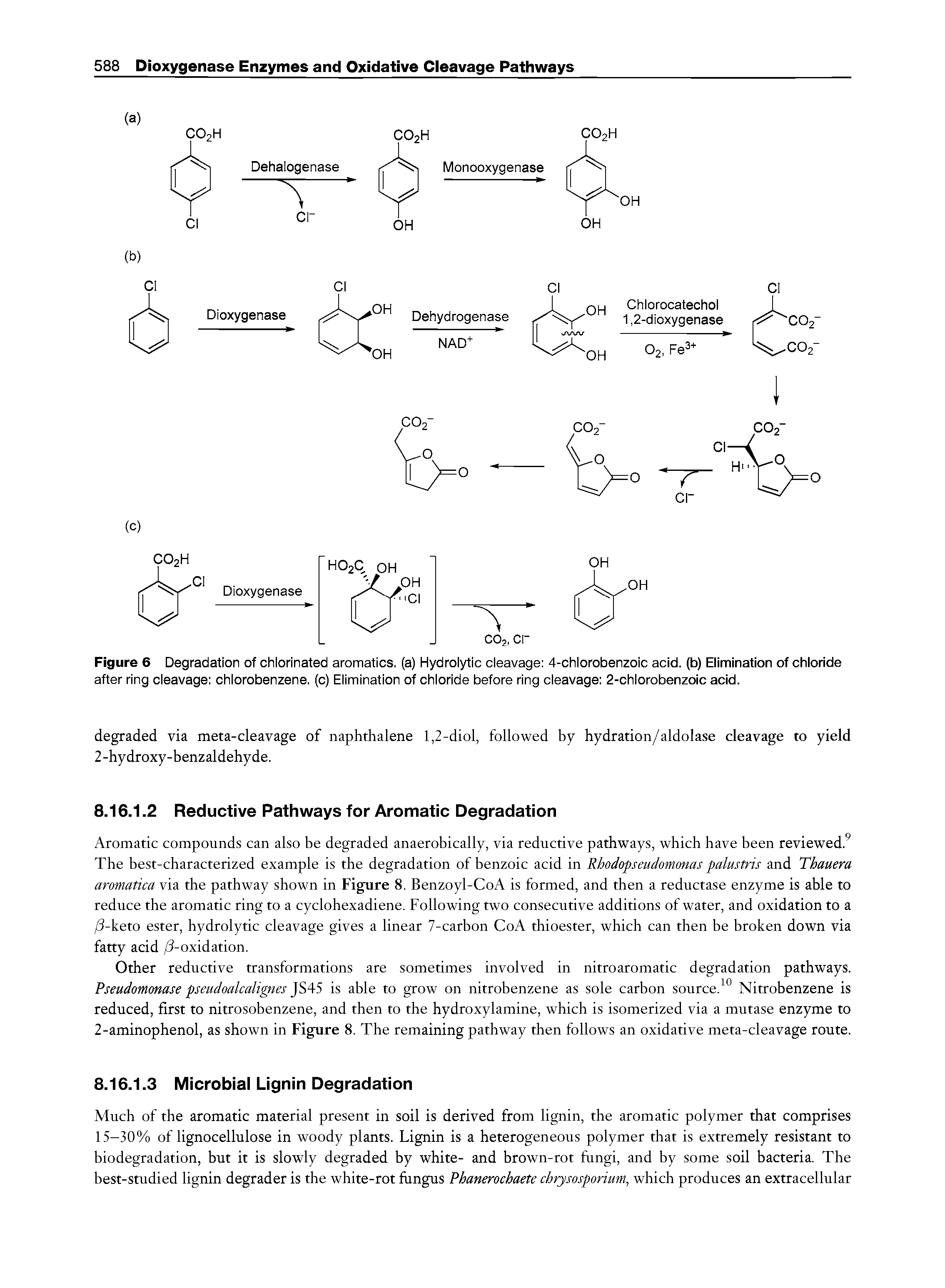Figure 6 Degradation of chlorinated aromatics, (a) Hydrolytic cleavage 4-chlorobenzoic acid, (b) Elimination of chloride after ring cleavage chlorobenzene, (c) Elimination of chloride before ring cleavage 2-chlorobenzoic acid.