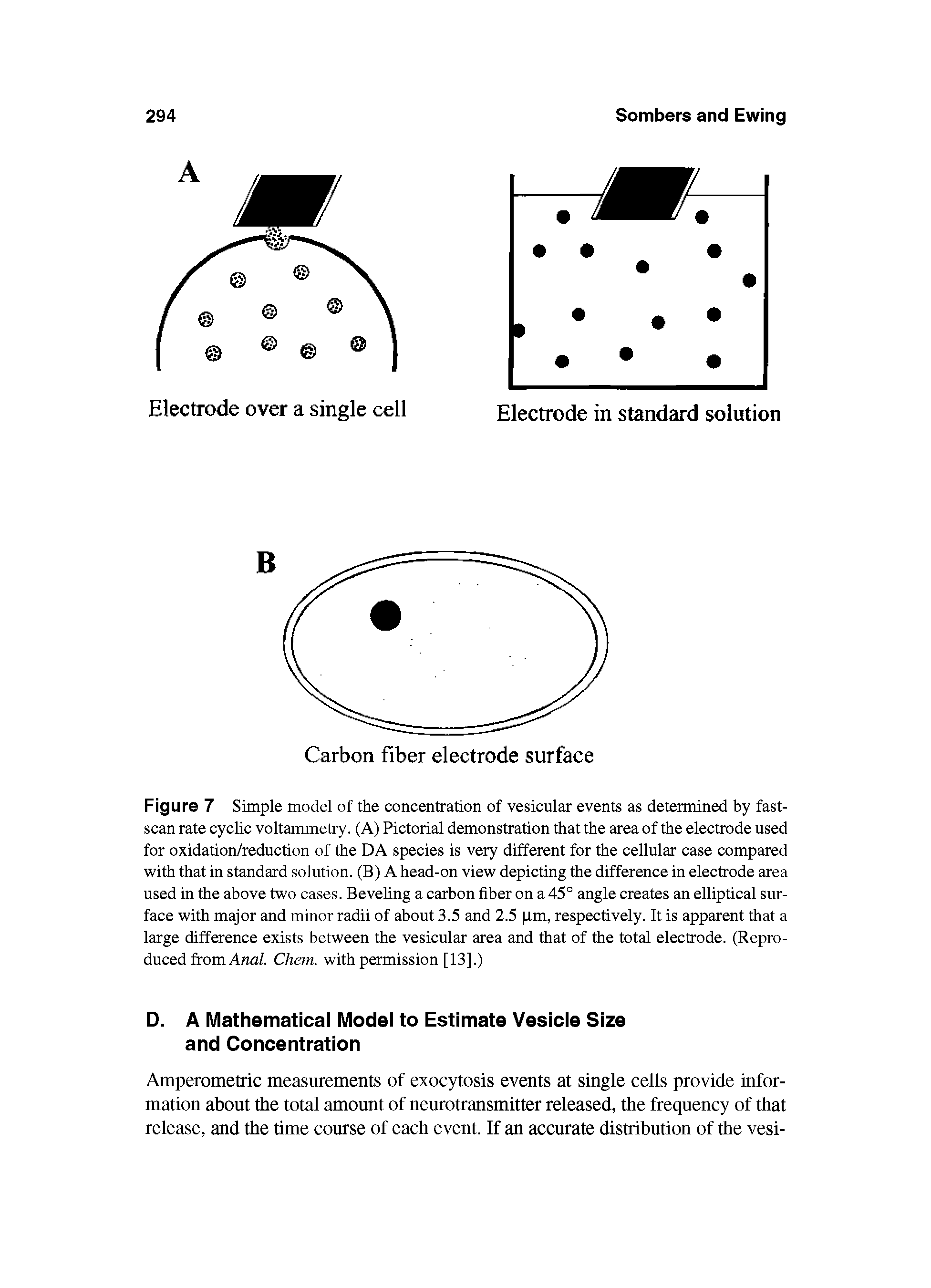 Figure 7 Simple model of the concentration of vesicular events as determined by fast-scan rate cyclic voltammetry. (A) Pictorial demonstration that the area of the electrode used for oxidation/reduction of the DA species is very different for the cellular case compared with that in standard solution. (B) A head-on view depicting the difference in electrode area used in the above two cases. Bevehng a carbon fiber on a 45° angle creates an elliptical surface with major and minor radii of about 3.5 and 2.5 i,m, respectively. It is apparent that a large difference exists between the vesicular area and that of the total electrode. (Reproduced from Ana/. Chem. with permission [13].)...