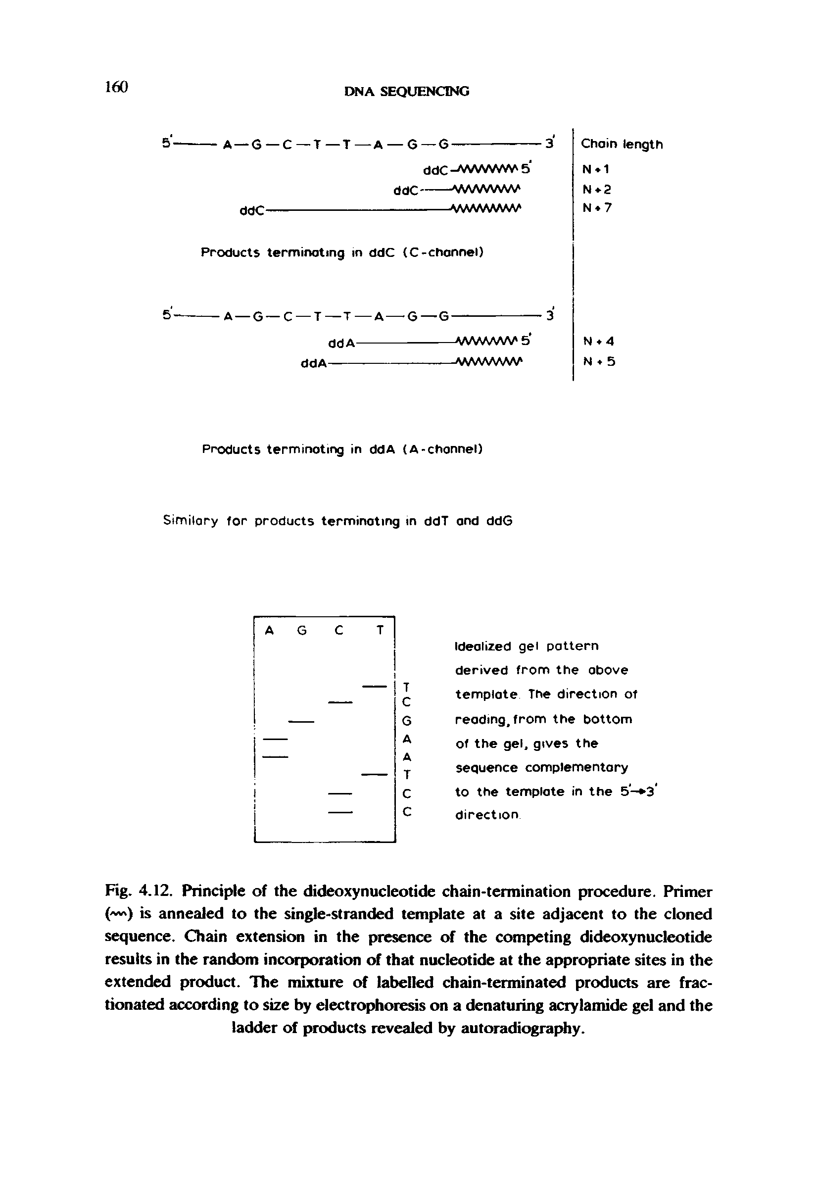 Fig. 4.12. Principle of the dideoxynucleotide chain-termination procedure. Primer ( ) is annealed to the single-stranded template at a site adjacent to the cloned sequence. Chain extension in the presence of the competing dideoxynucleotide results in the random incorporation of that nucleotide at the appropriate sites in the extended product. The mixture of labelled chain-terminated products are fractionated according to size by electrophoresis on a denaturing acrylamide gel and the ladder of products revealed by autoradiography.