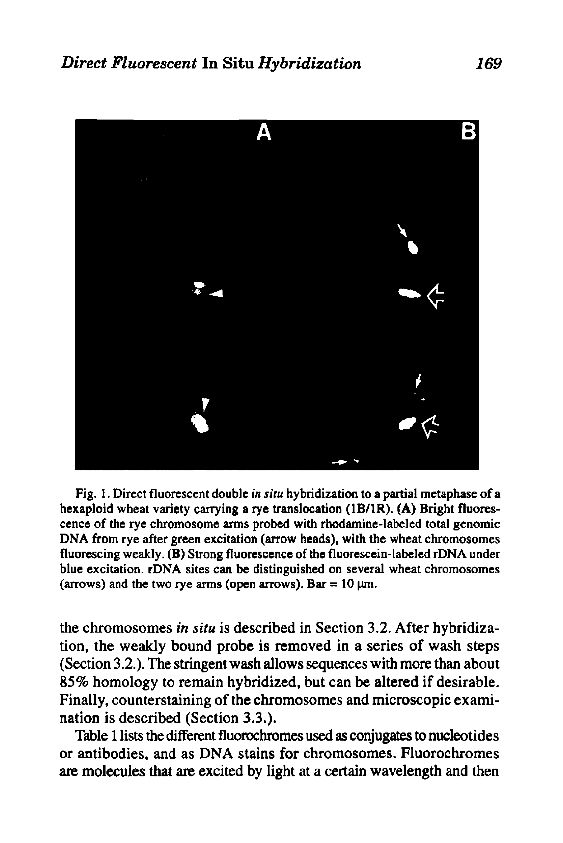 Fig. 1. Direct fluorescent double in situ hybridization to a partial metaphase of a hexaploid wheat variety canying a rye translocation (IB/IR). (A) Bright fluorescence of the rye chromosome arms probed with rhodamine-labeled total genomic DNA from rye after green excitation (anow heads), with the wheat chromosomes fluorescing weakly. (B) Strong fluorescence of the fluorescein-labeled rDNA under blue excitation. rDNA sites can be distinguished on several wheat chromosomes (arrows) and the two rye arms (open arrows). Bar = 10 pm.