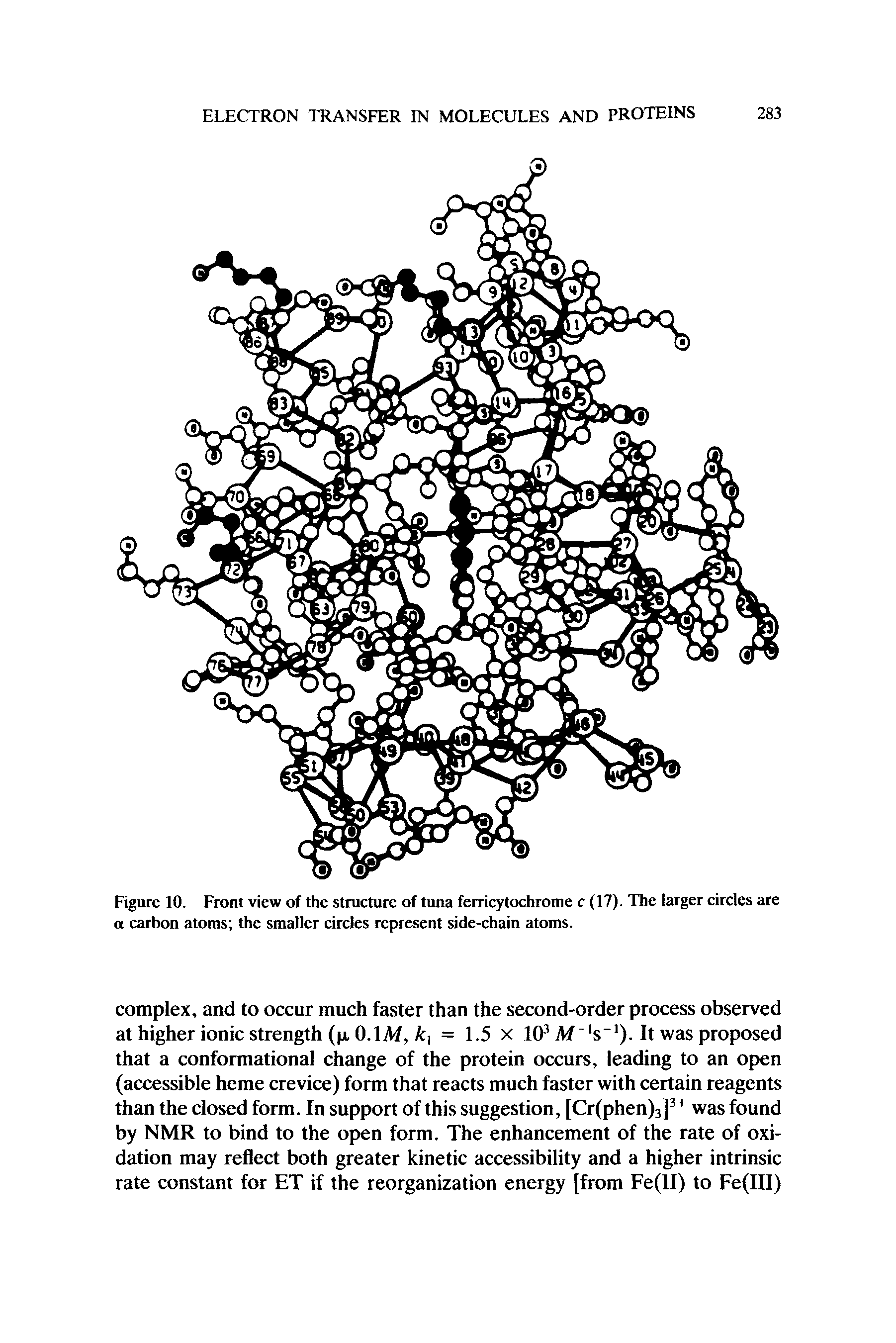 Figure 10. Front view of the structure of tuna ferricytochrome c (17). The larger eircles are a carbon atoms the smaller eircles represent side-chain atoms.