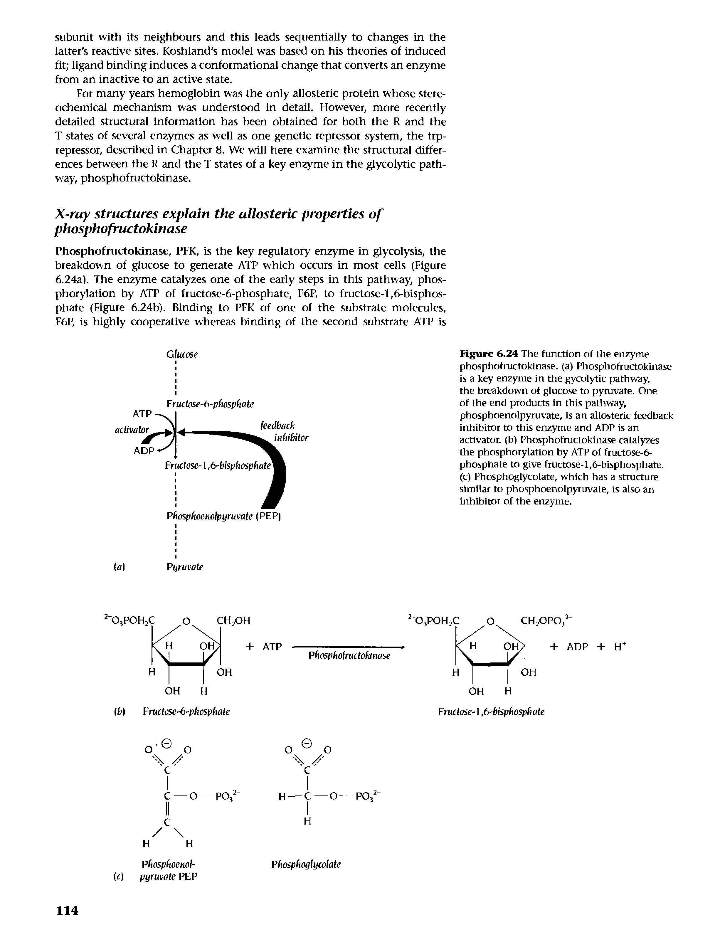 Figure 6.24 The function of the enzyme phosphofructokinase. (a) Phosphofructokinase is a key enzyme in the gycolytic pathway, the breakdown of glucose to pyruvate. One of the end products in this pathway, phosphoenolpyruvate, is an allosteric feedback inhibitor to this enzyme and ADP is an activator, (b) Phosphofructokinase catalyzes the phosphorylation by ATP of fructose-6-phosphate to give fructose-1,6-bisphosphate. (c) Phosphoglycolate, which has a structure similar to phosphoenolpyruvate, is also an inhibitor of the enzyme.