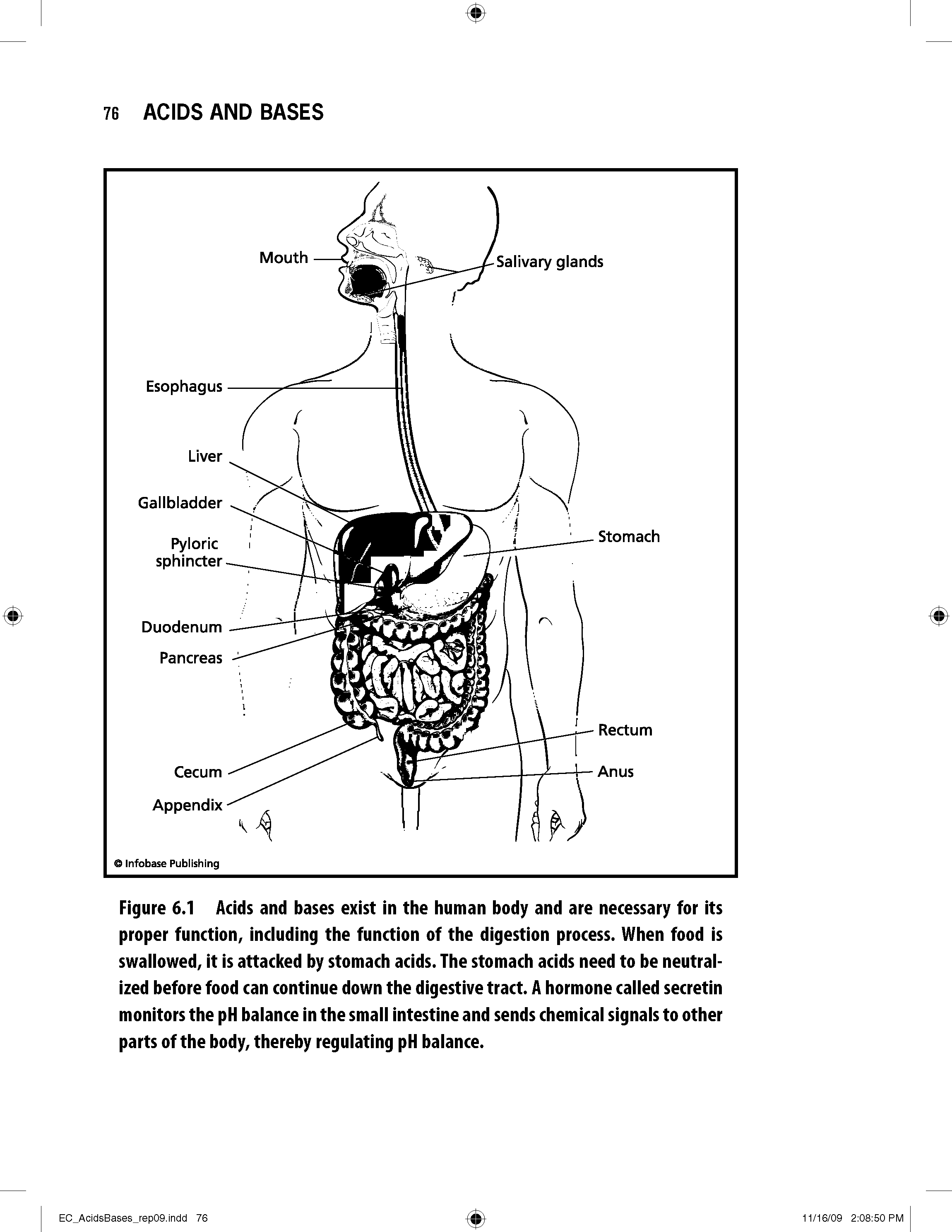 Figure 6.1 Acids and bases exist in the human body and are necessary for its proper function, including the function of the digestion process. When food is swallowed, it is attacked by stomach acids. The stomach acids need to be neutralized before food can continue down the digestive tract. A hormone called secretin monitors the pH balance in the small intestine and sends chemical signals to other parts of the body, thereby regulating pH balance.
