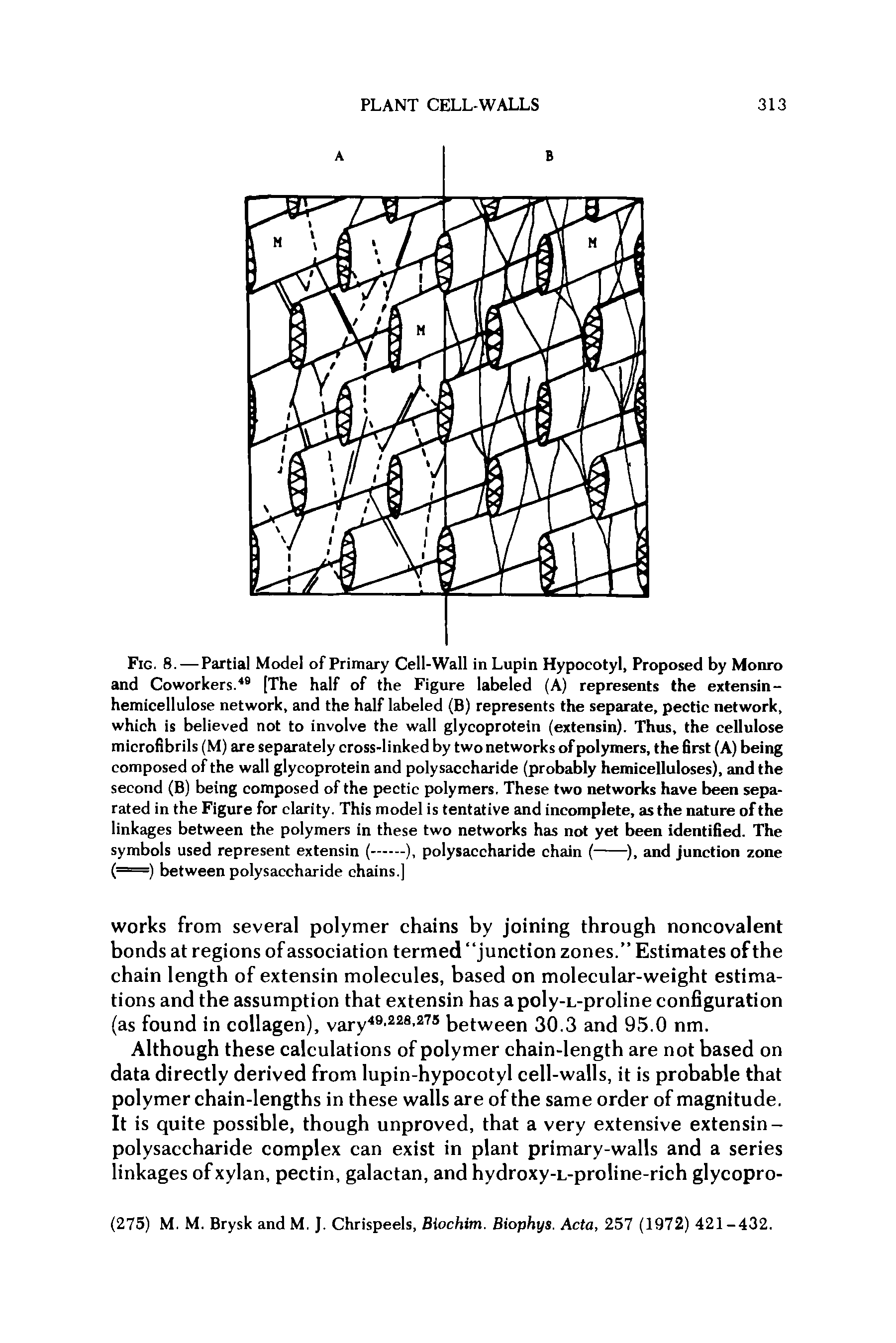 Fig. 8. — Partial Model of Primary Cell-Wall in Lupin Hypocotyl, Proposed by Monro and Coworkers.49 [The half of the Figure labeled (A) represents the extensin-hemicellulose network, and the half labeled (B) represents the separate, pectic network, which is believed not to involve the wall glycoprotein (extensin). Thus, the cellulose microfibrils (M) are separately cross-linked by two networks of polymers, the first (A) being composed of the wall glycoprotein and polysaccharide (probably hemicelluloses), and the second (B) being composed of the pectic polymers. These two networks have been separated in the Figure for clarity. This model is tentative and incomplete, as the nature of the linkages between the polymers in these two networks has not yet been identified. The...