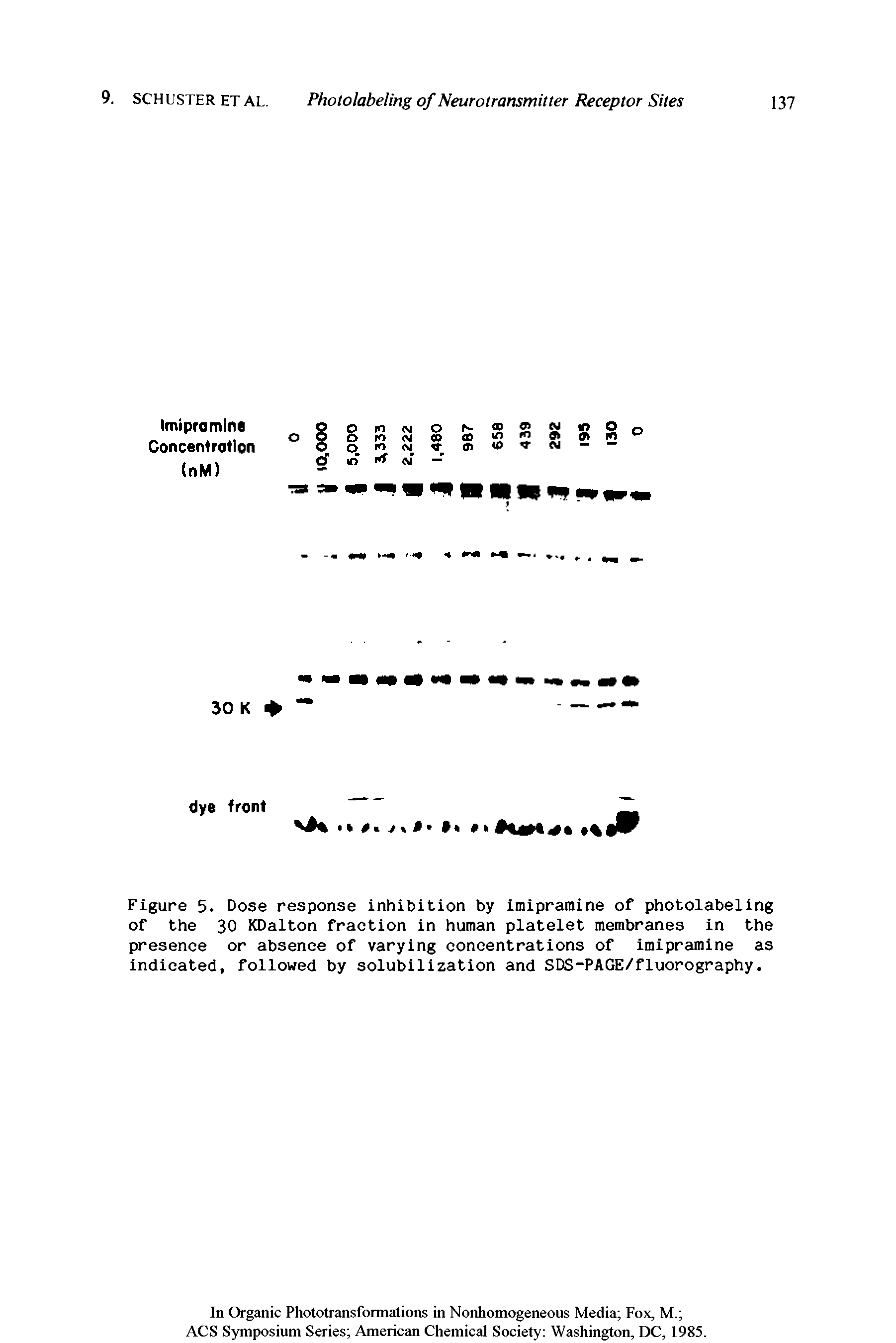 Figure 5. Dose response inhibition by imipramine of photolabeling of the 30 KDalton fraction in human platelet membranes in the presence or absence of varying concentrations of imipramine as indicated, followed by solubilization and SDS-PAGE/fluorography.