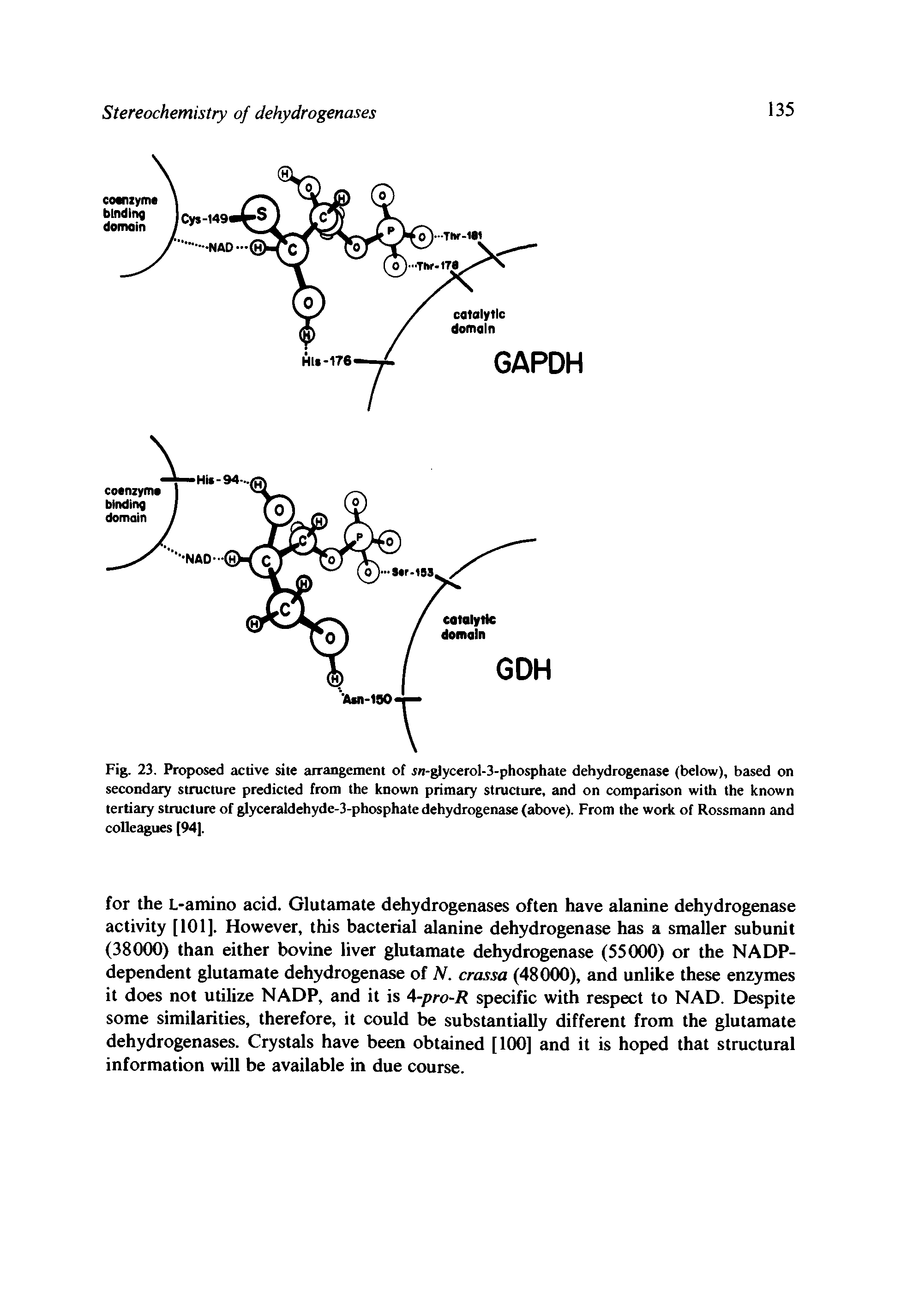 Fig. 23. Proposed active site arrangement of sn-glycerol-3-phosphate dehydrogenase (below), based on secondary structure predicted from the known primary structure, and on comparison with the known tertiary structure of glyceraldehyde-3-phosphate dehydrogenase (above). From the work of Rossmann and colleagues (94).