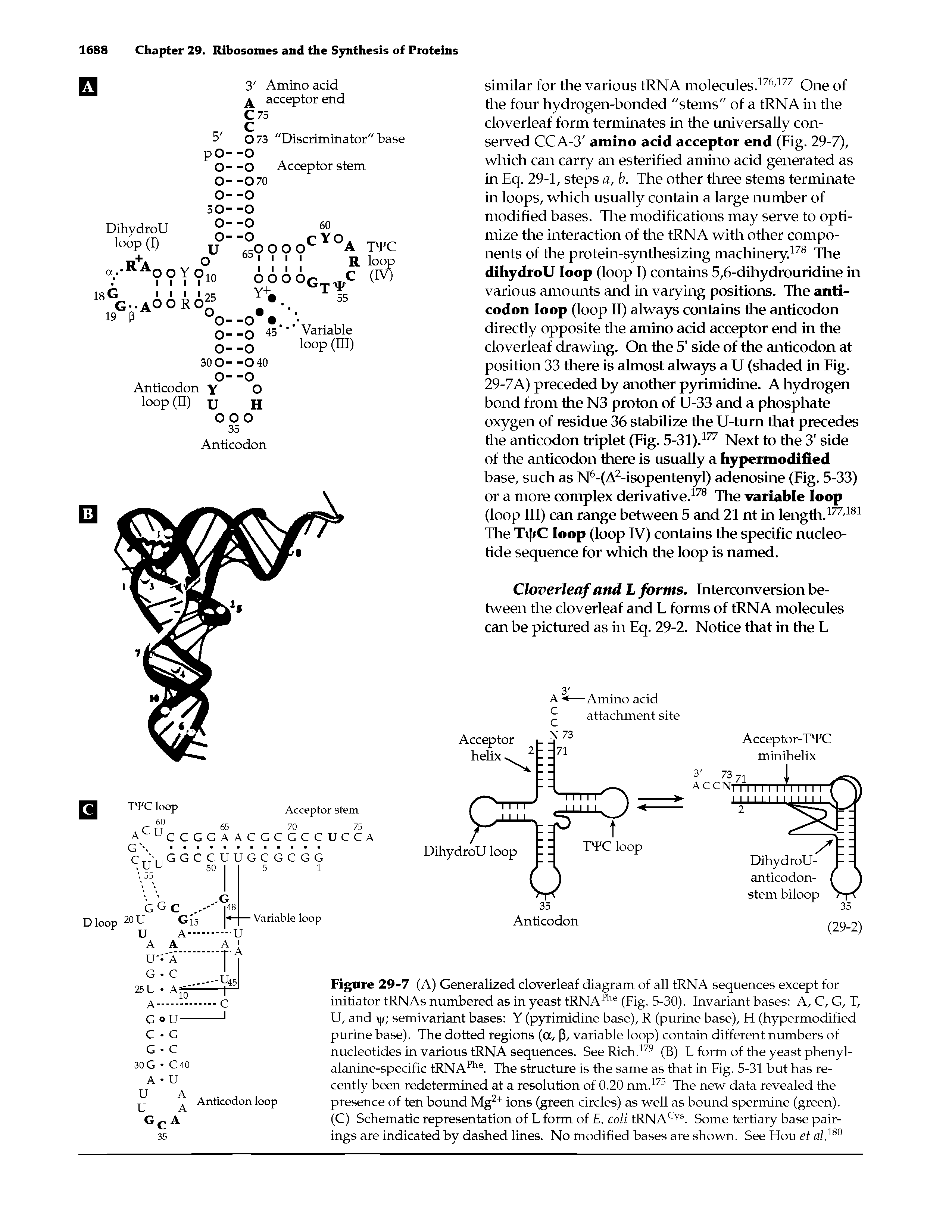 Figure 29-7 (A) Generalized cloverleaf diagram of all tRNA sequences except for initiator tRNAs numbered as in yeast tRNAae (Fig. 5-30). Invariant bases A, C, G, T, U, and semivariant bases Y (pyrimidine base), R (purine base), H (hypermodified purine base). The dotted regions (a, P, variable loop) contain different numbers of nucleotides in various tRNA sequences. See Rich.179 (B) L form of the yeast phenyl-alanine-specific tRNAphe. The structure is the same as that in Fig. 5-31 but has recently been redetermined at a resolution of 0.20 nm.175 The new data revealed the presence of ten bound Mg2+ ions (green circles) as well as bound spermine (green).