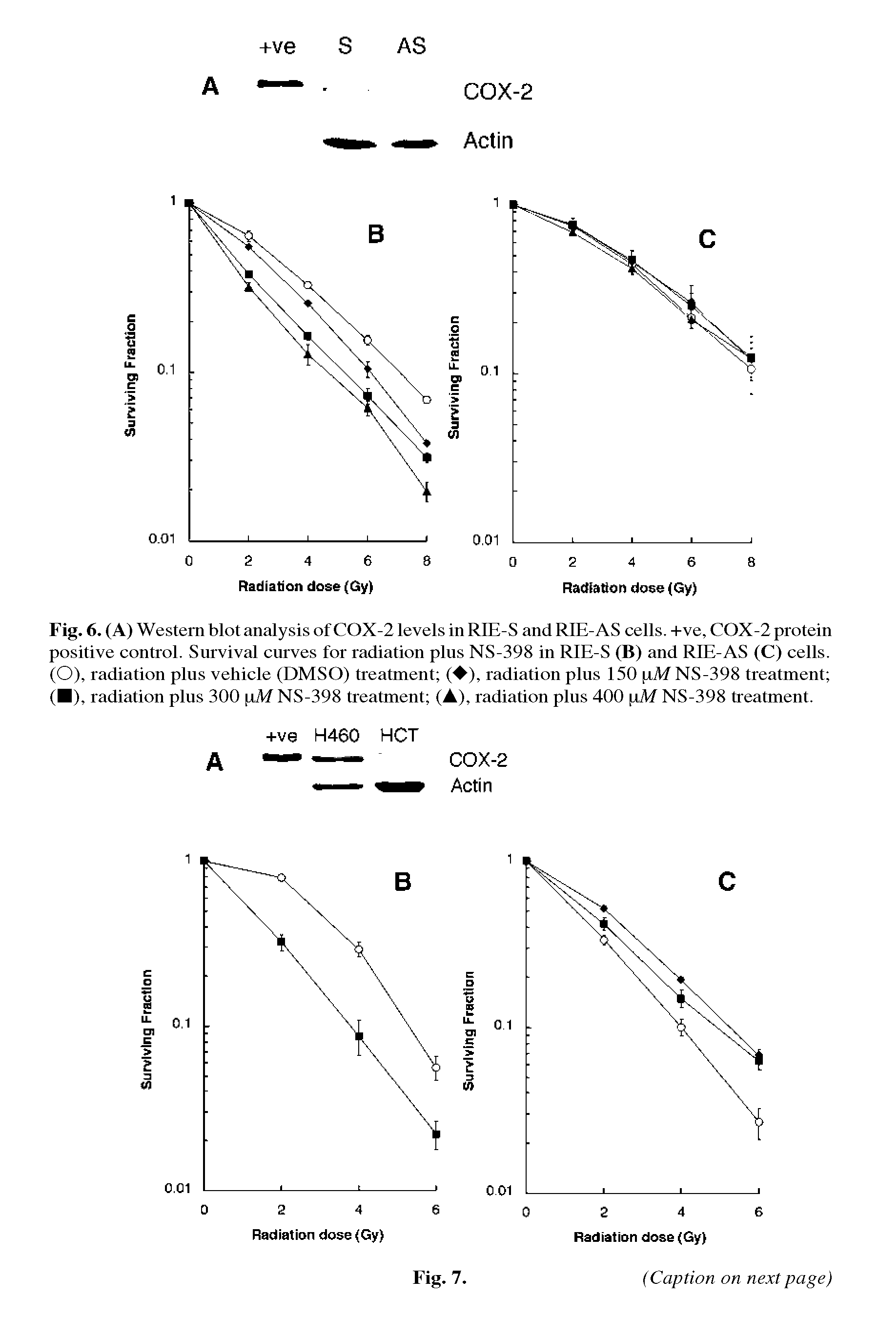 Fig. 6. (A) Western blot analysis of COX-2 levels in RIE-S and RIE-AS cells. +ve, COX-2 protein positive control. Survival curves for radiation plus NS-398 in RIE-S (B) and RIE-AS (C) cells. (O), radiation plus vehicle (DMSO) treatment ( ), radiation plus 150 pM NS-398 treatment ( ), radiation plus 300 pM NS-398 treatment (A), radiation plus 400 pM NS-398 treatment.