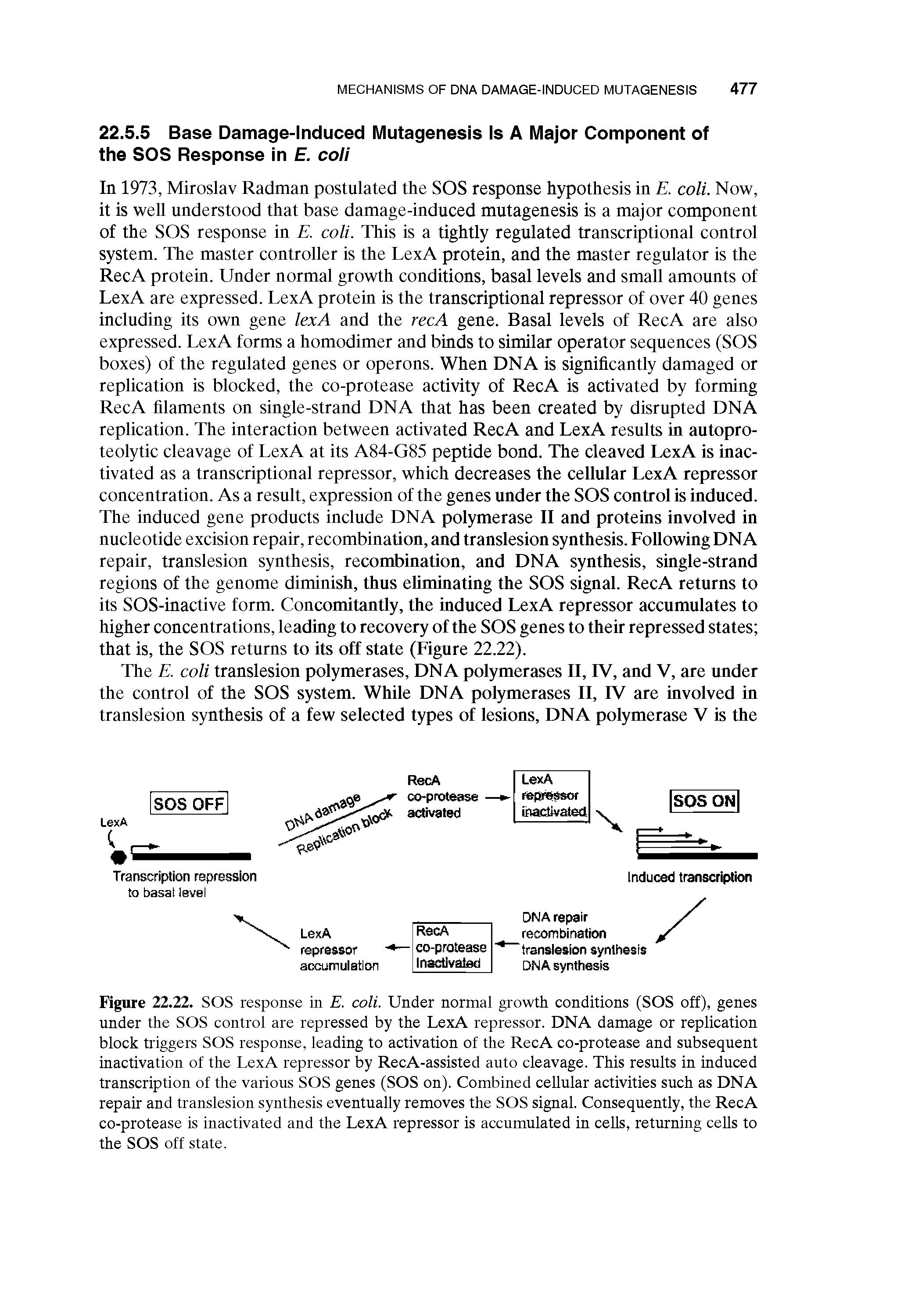 Figure 22.22. SOS response in E. coli. Under normal growth conditions (SOS off), genes under the SOS control are repressed by the LexA repressor. DNA damage or replication block triggers SOS response, leading to activation of the RecA co-protease and subsequent inactivation of the LexA repressor by RecA-assisted auto cleavage. This results in induced transcription of the various SOS genes (SOS on). Combined cellular activities such as DNA repair and translesion synthesis eventually removes the SOS signal. Consequently, the RecA co-protease is inactivated and the LexA repressor is accumulated in cells, returning cells to the SOS off state.