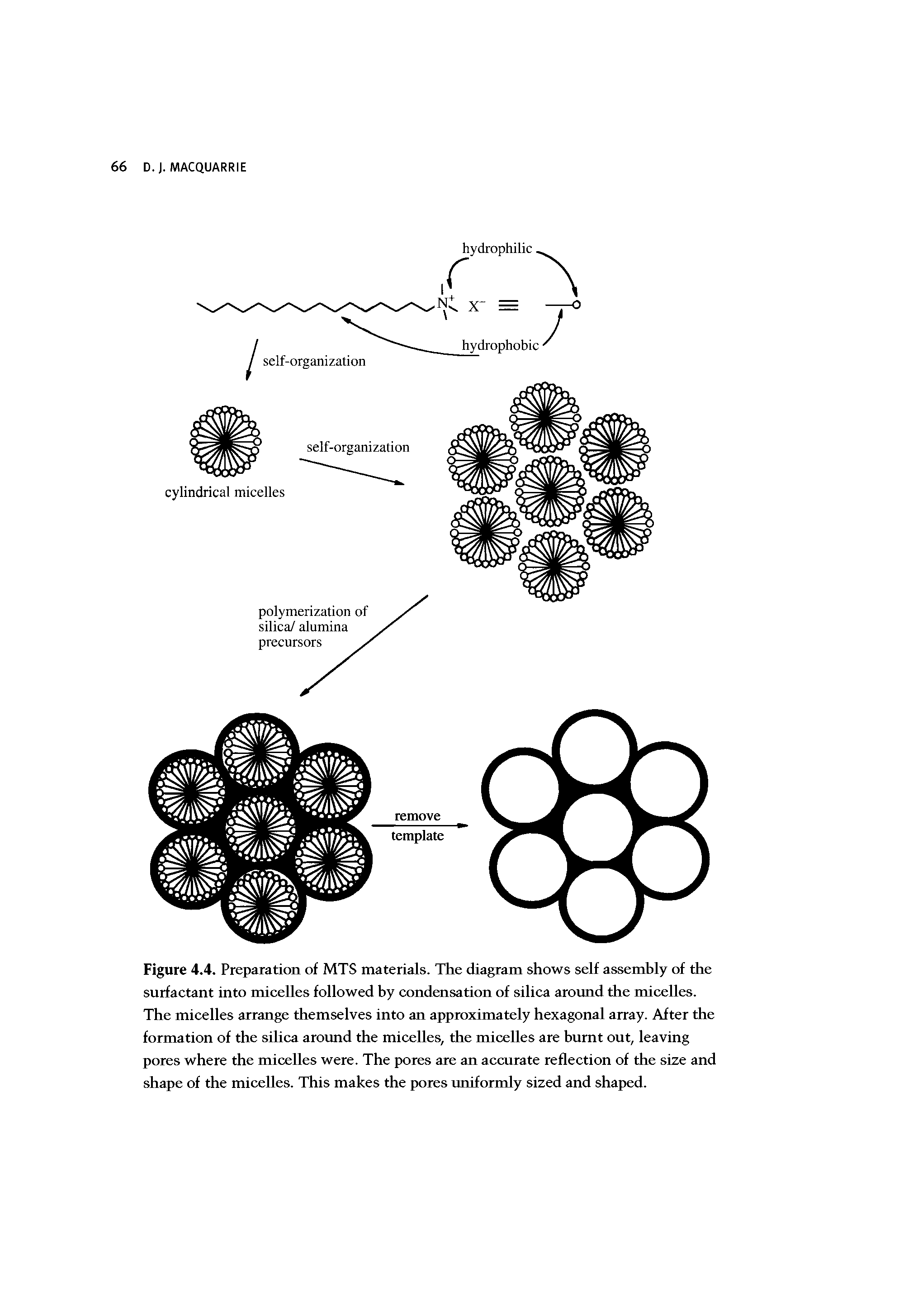 Figure 4.4. Preparation of MTS materials. The diagram shows self assembly of the surfactant into micelles followed by condensation of silica around the micelles. The micelles arrange themselves into an approximately hexagonal array. After the formation of the silica around the micelles, the micelles are burnt out, leaving pores where the micelles were. The pores are an accnrate reflection of the size and shape of the micelles. This makes the pores uniformly sized and shaped.