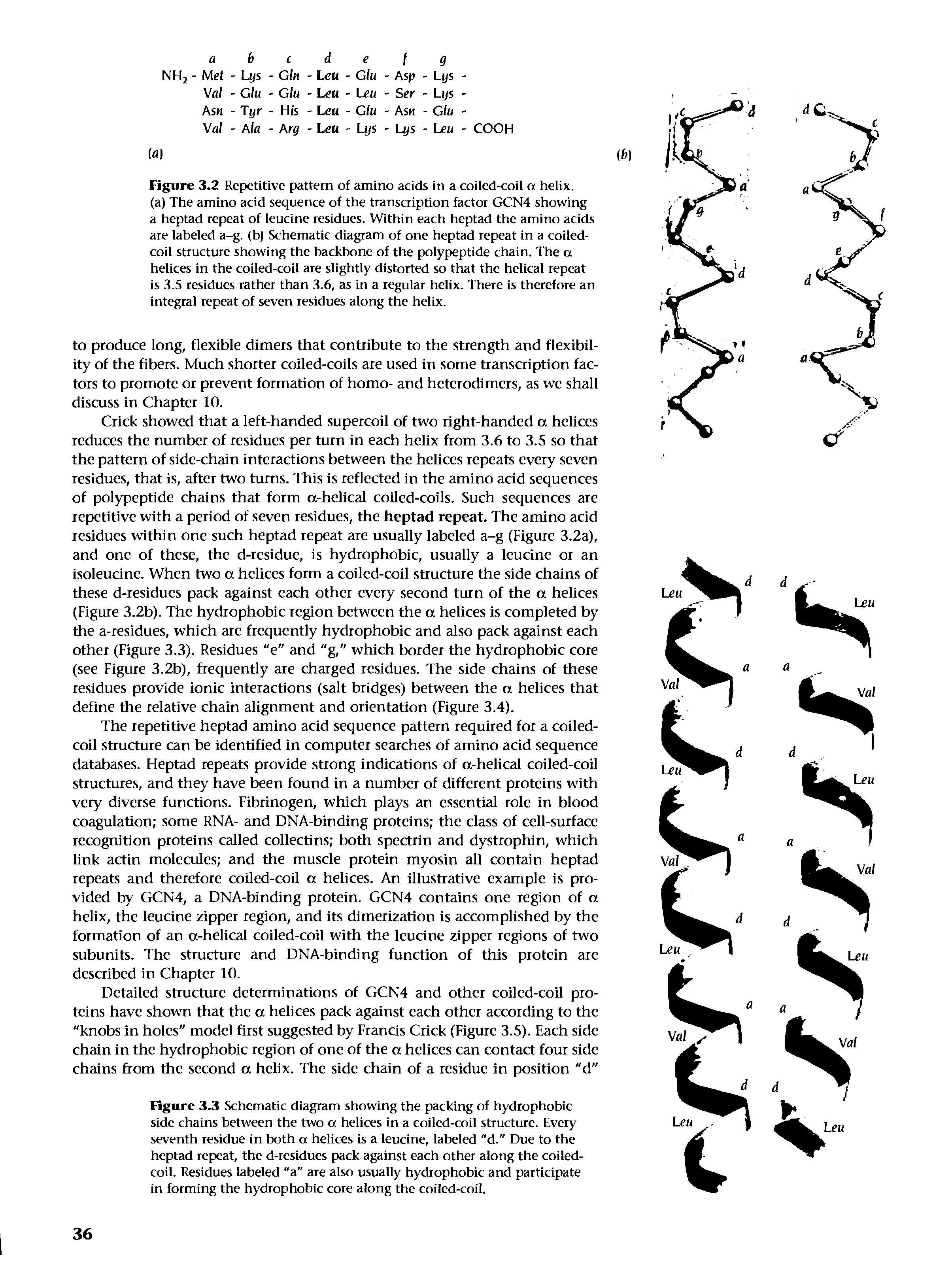 Figure 3.3 Schematic diagram showing the packing of hydrophobic side chains between the two a helices in a coiled-coil structure. Every seventh residue in both a helices is a leucine, labeled "d." Due to the heptad repeat, the d-residues pack against each other along the coiled-coil. Residues labeled "a" are also usually hydrophobic and participate in forming the hydrophobic core along the coiled-coil.