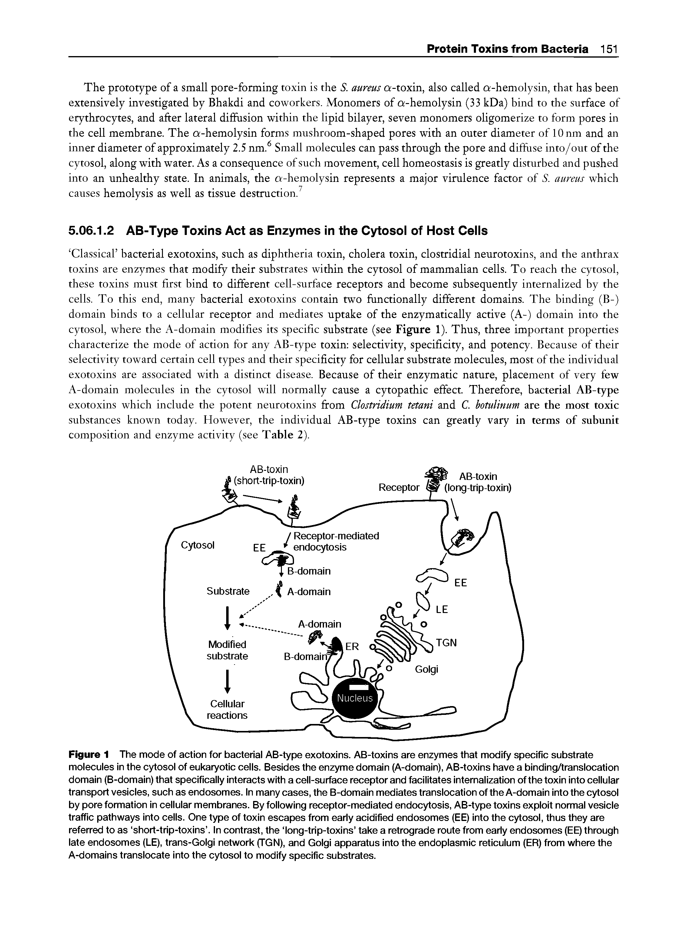 Figure 1 The mode of action for bacterial AB-type exotoxins. AB-toxins are enzymes that modify specific substrate molecules in the cytosol of eukaryotic cells. Besides the enzyme domain (A-domain), AB-toxins have a binding/translocation domain (B-domain) that specifically interacts with a cell-surface receptor and facilitates internalization of the toxin into cellular transport vesicles, such as endosomes. In many cases, the B-domain mediates translocation of the A-domain into the cytosol by pore formation in cellular membranes. By following receptor-mediated endocytosis, AB-type toxins exploit normal vesicle traffic pathways into cells. One type of toxin escapes from early acidified endosomes (EE) into the cytosol, thus they are referred to as short-trip-toxins . In contrast, the long-trip-toxins take a retrograde route from early endosomes (EE) through late endosomes (LE), trans-Golgi network (TGN), and Golgi apparatus into the endoplasmic reticulum (ER) from where the A-domains translocate into the cytosol to modify specific substrates.