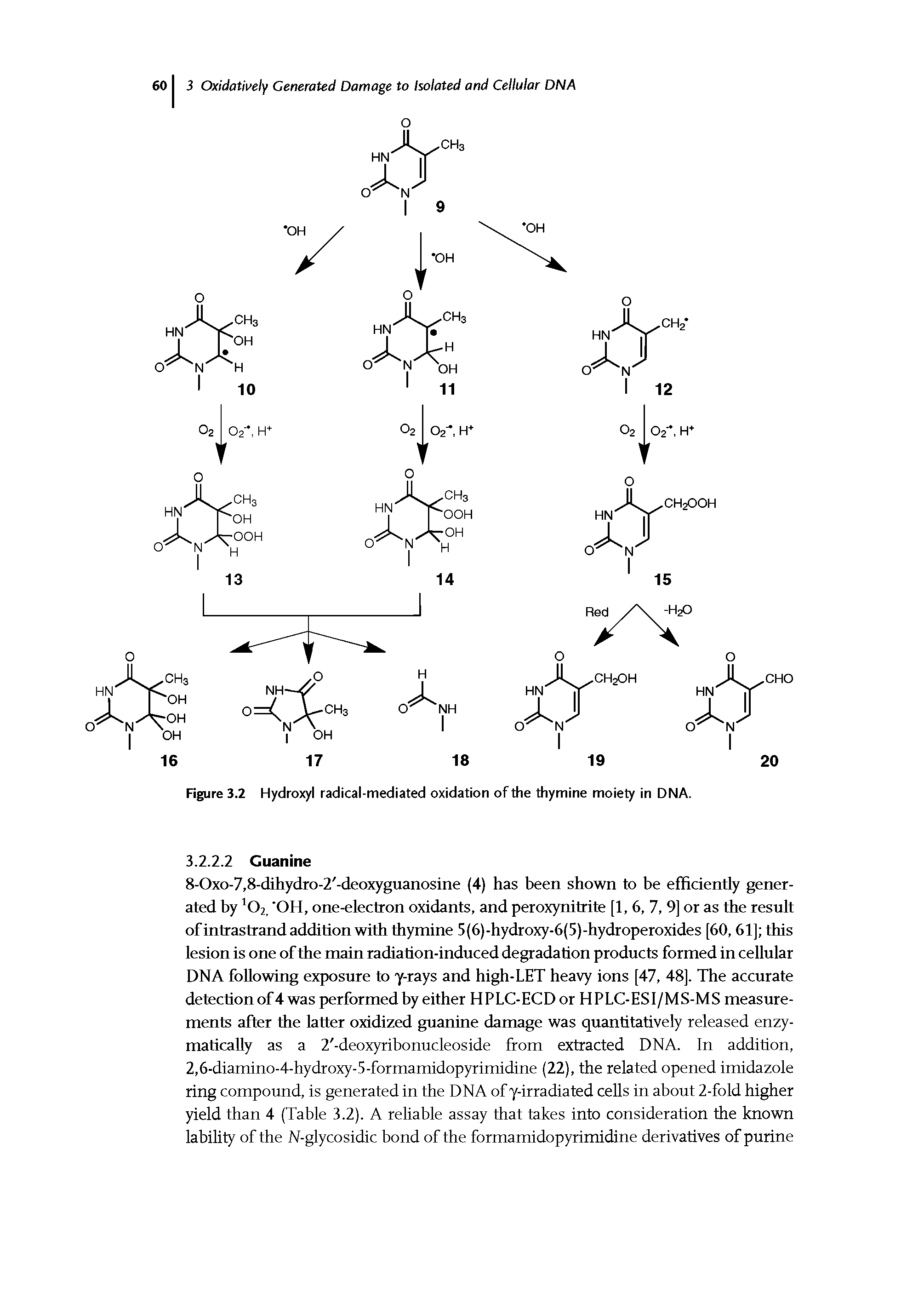 Figure 3.2 Hydroxyl radical-mediated oxidation of the thymine moiety in DNA.