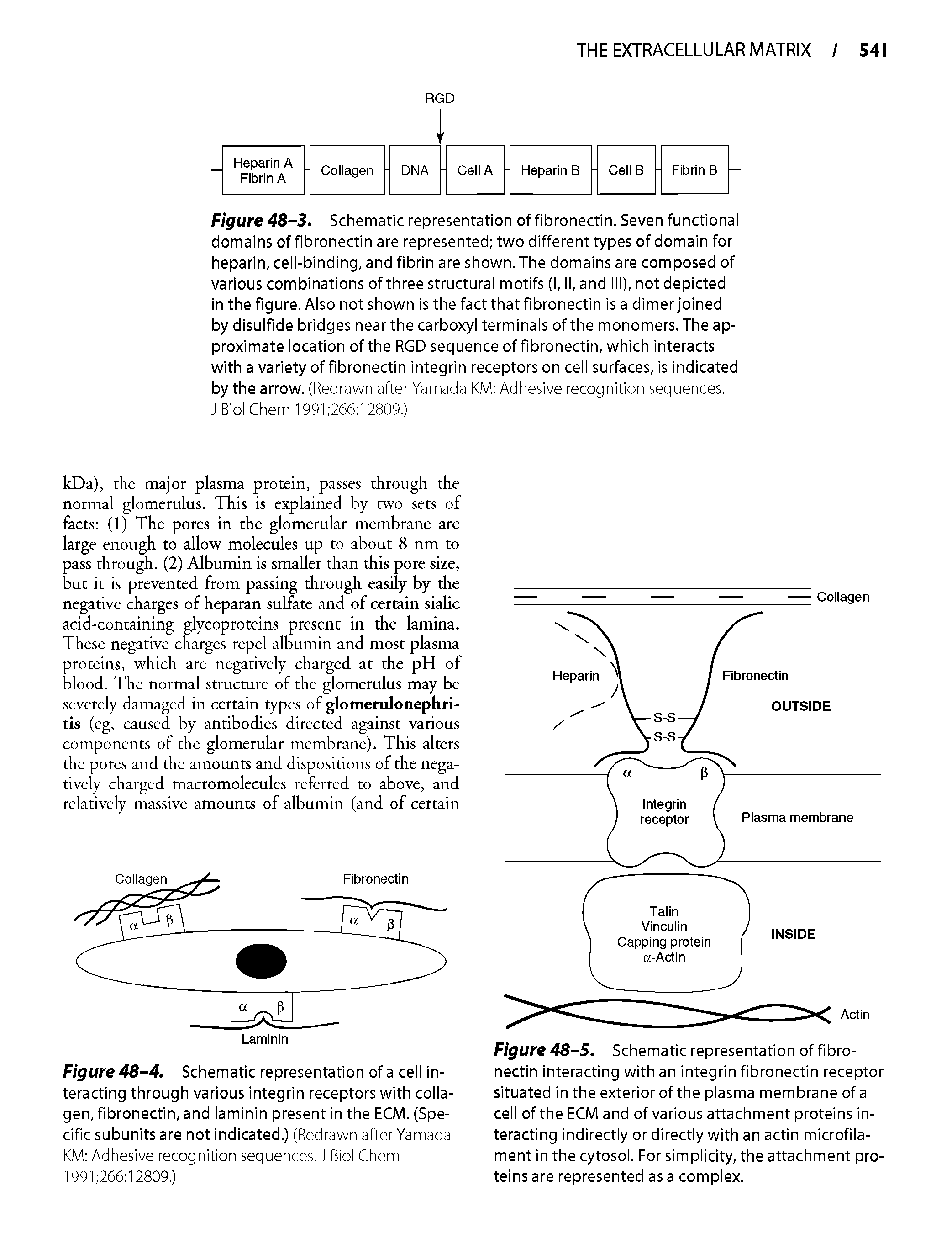 Figure 48-4. Schematic representation of a cell interacting through various integrin receptors with collagen, fibronectin, and laminin present in the ECM. (Specific subunits are not indicated.) (Redrawn after Yamada KM Adhesive recognition sequences. J Biol Chem 1991 266 12809.)...