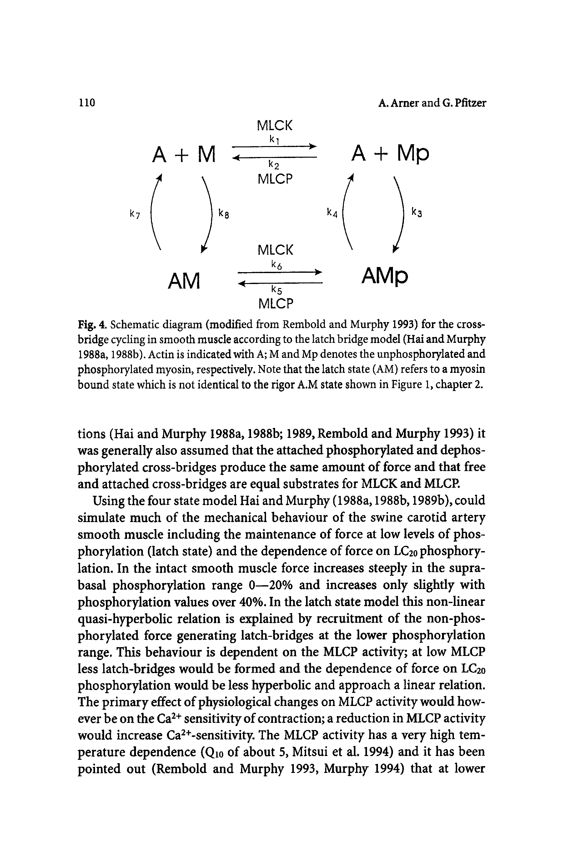 Fig. 4. Schematic diagram (modified from Rembold and Murphy 1993) for the crossbridge cycling in smooth muscle according to the latch bridge model (Hai and Murphy 1988a, 1988b). Actin is indicated with A M and Mp denotes the unphosphorylated and phosphorylated myosin, respectively. Note that the latch state (AM) refers to a myosin bound state which is not identical to the rigor A.M state shown in Figure 1, chapter 2.