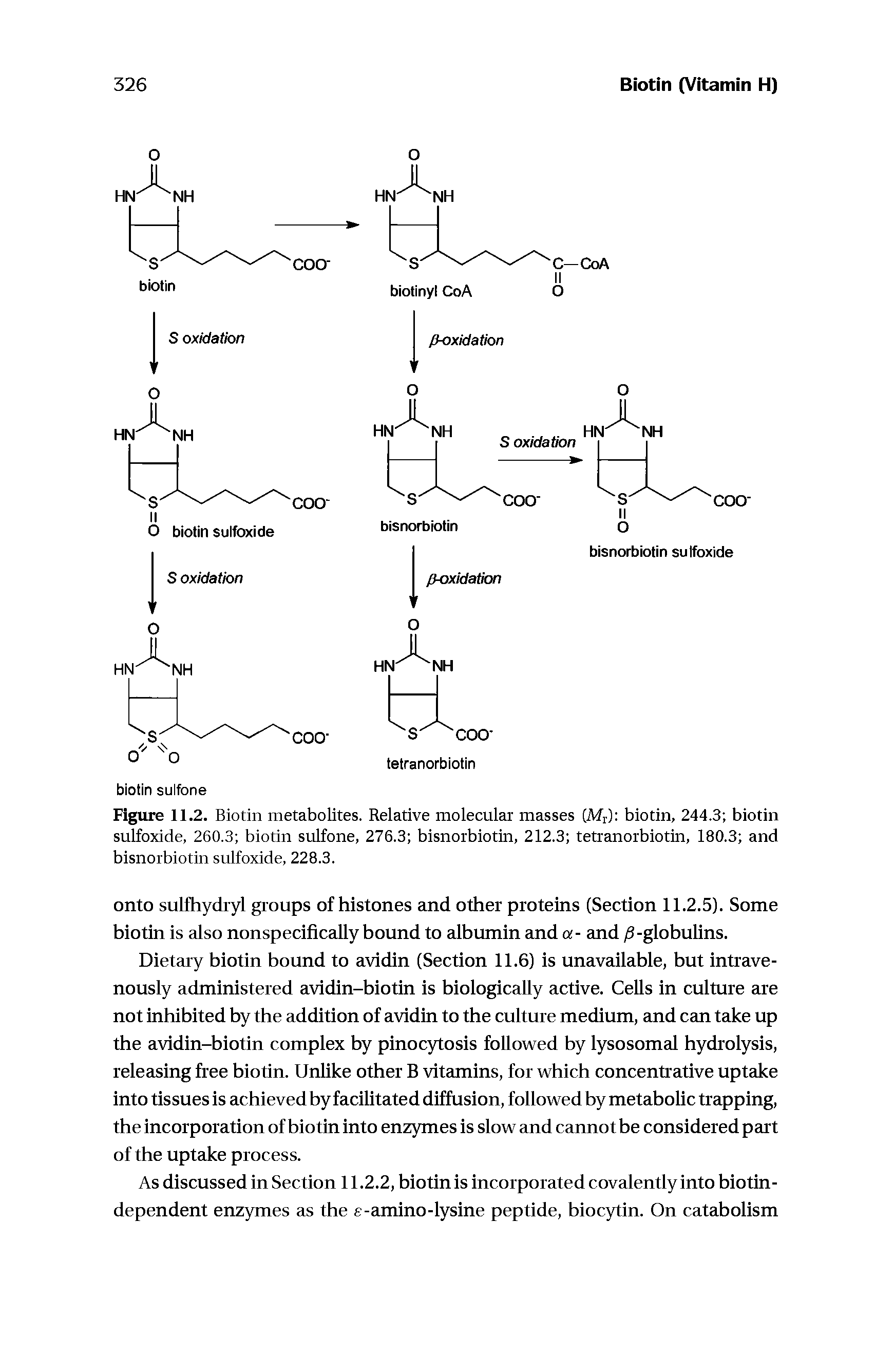 Figure 11.2. Biotin metabolites. Relative molecular masses (Mr) biotin, 244.3 biotin sulfoxide, 260.3 biotin sulfone, 276.3 bisnorbiotin, 212.3 tetranorbiotin, 180.3 and bisnorbiotin sulfoxide, 228.3.