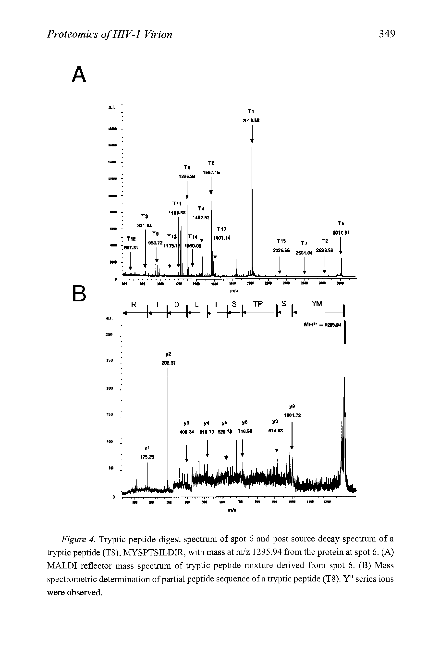 Figure 4. Tryptic peptide digest spectrum of spot 6 and post source decay spectrum of a tryptic peptide (T8), MYSPTSILDIR, with mass at m/z 1295.94 from the protein at spot 6. (A) MALDI reflector mass spectrum of tryptic peptide mixture derived from spot 6. (B) Mass spectrometric determination of partial peptide sequence of a tryptic peptide (T8). Y" series ions were observed.