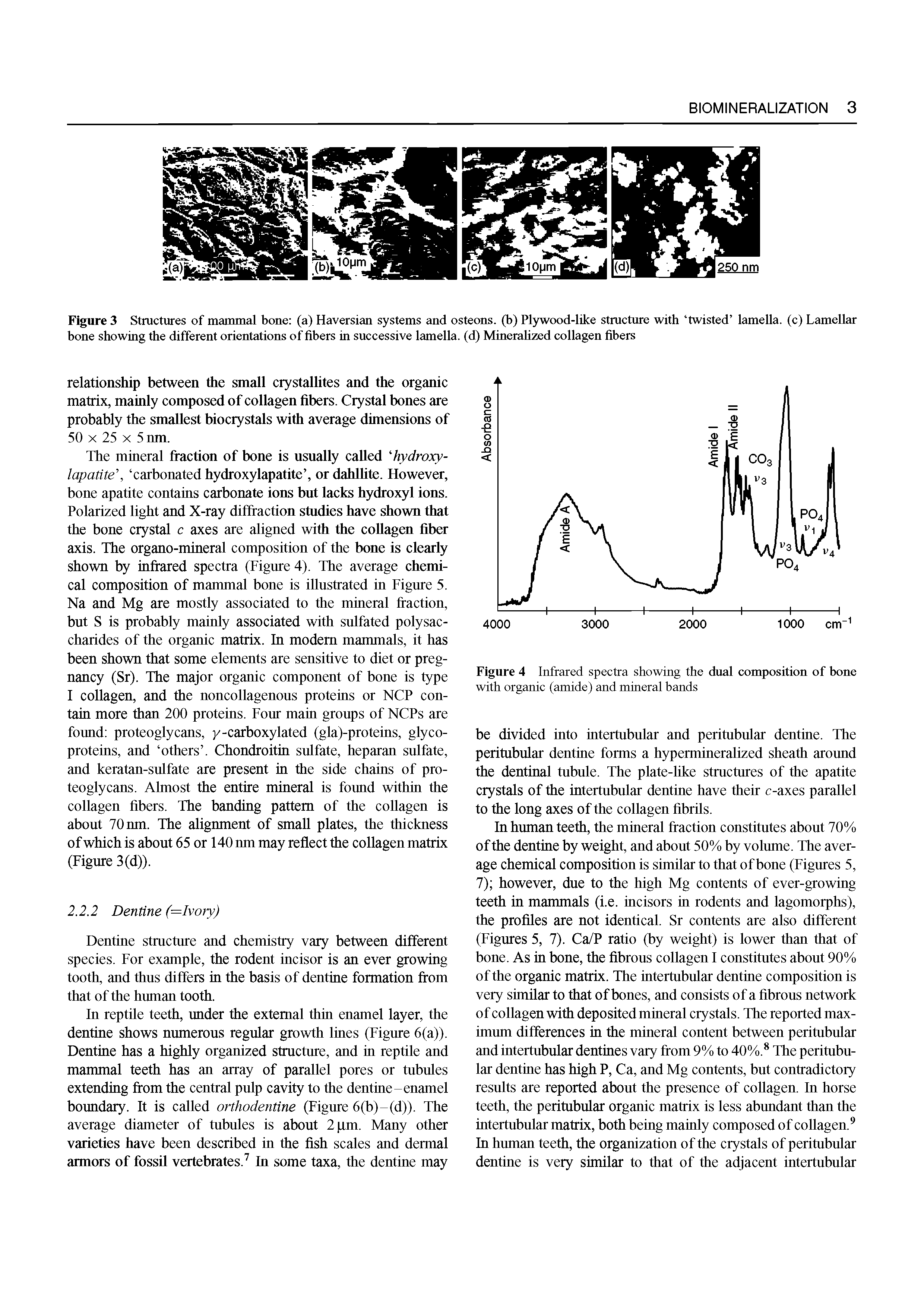 Figure 3 Structures of mammal bone (a) Haversian systems and osteons, (b) Pl)rwood-like structure with twisted lamella, (c) Lamellar bone showing the different orientations of fibers in successive lamella, (d) Minerahzed collagen fibers...