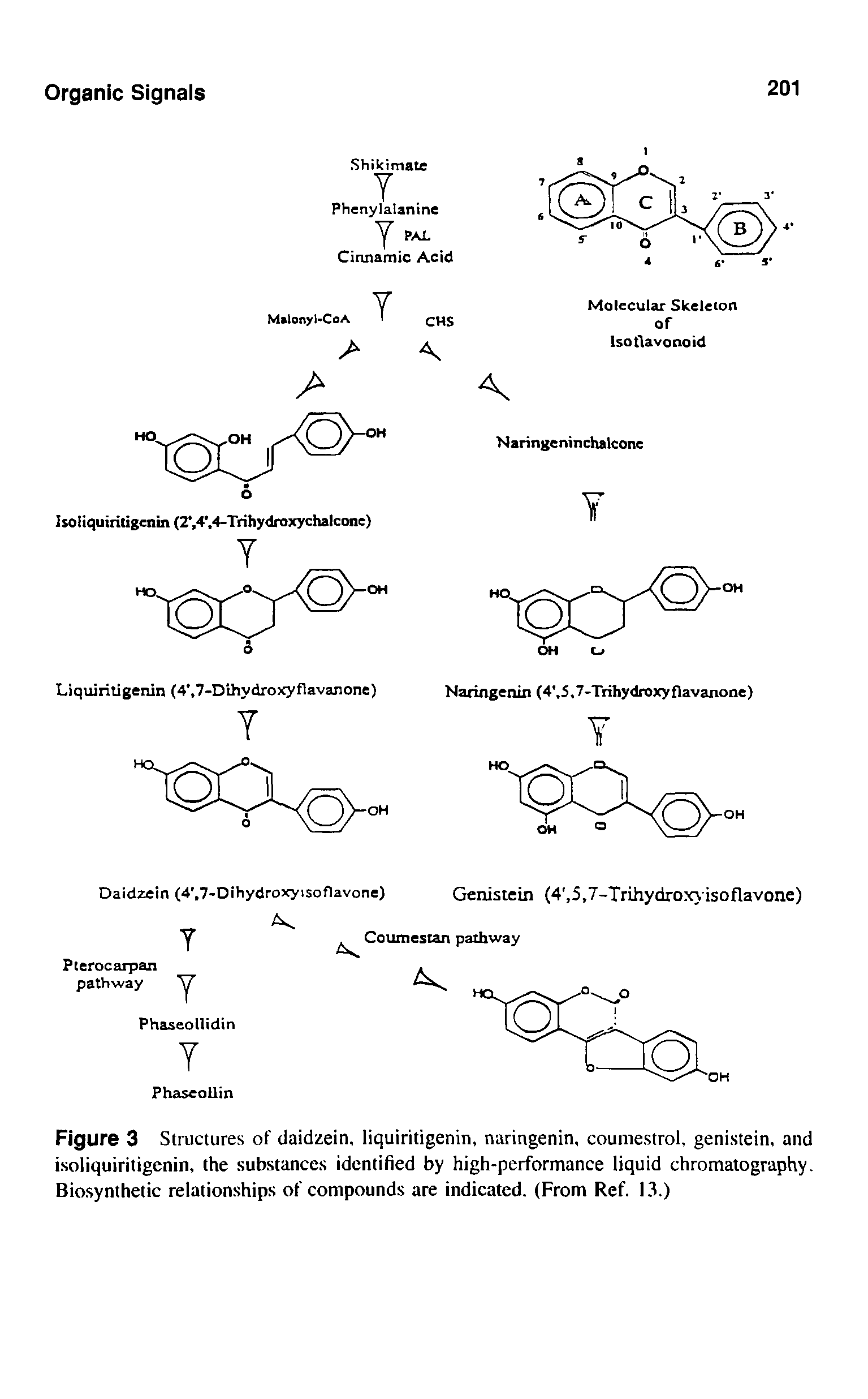 Figure 3 Structures of daidzein, liquiritigenin, naringenin, couniestrol, genistein, and isoiiquiritigenin, the substances identified by high-performance liquid chromatography. Biosynthetic relationships of compounds are indicated. (From Ref. 13.)...