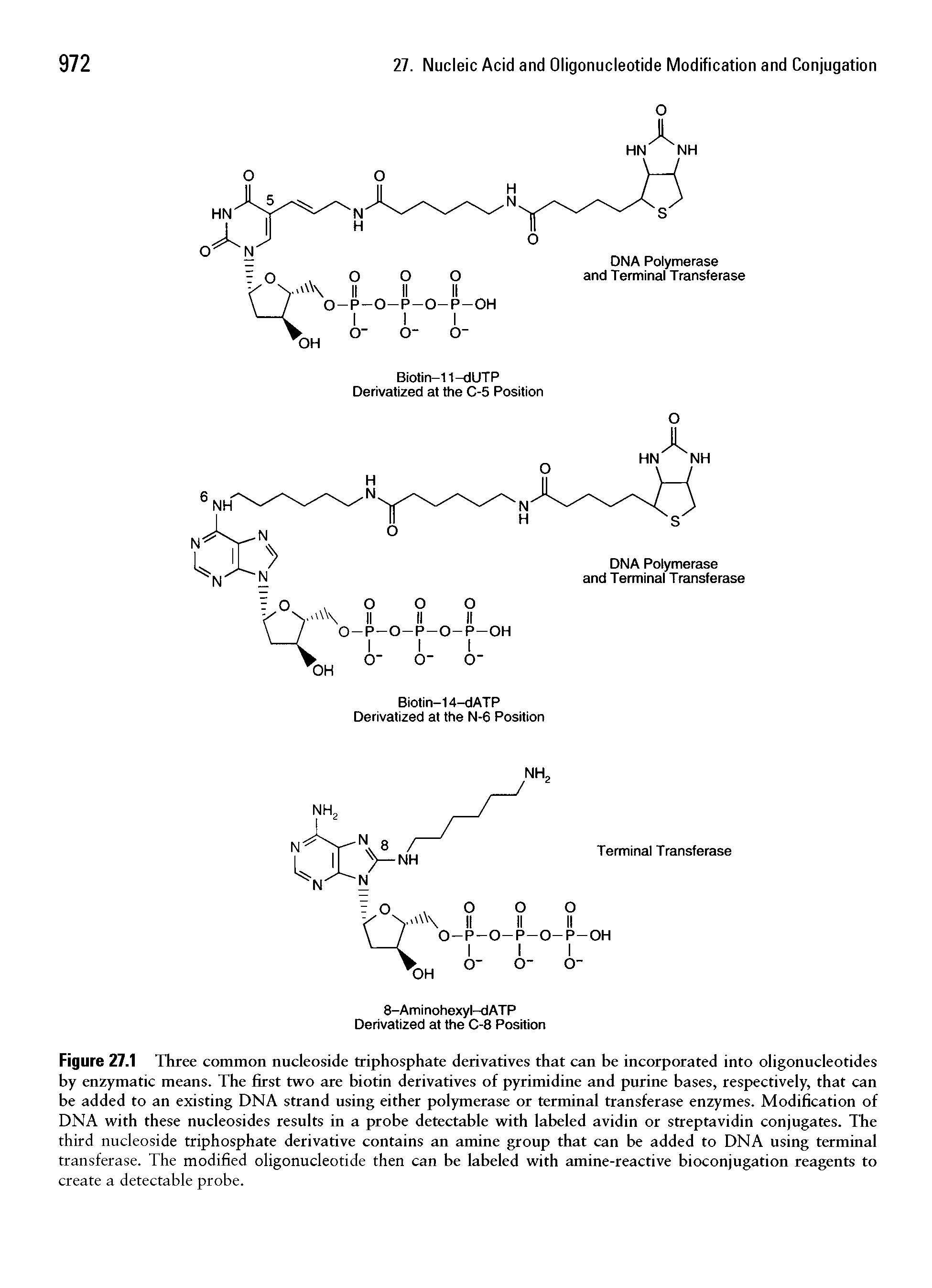 Figure 27.1 Three common nucleoside triphosphate derivatives that can be incorporated into oligonucleotides by enzymatic means. The first two are biotin derivatives of pyrimidine and purine bases, respectively, that can be added to an existing DNA strand using either polymerase or terminal transferase enzymes. Modification of DNA with these nucleosides results in a probe detectable with labeled avidin or streptavidin conjugates. The third nucleoside triphosphate derivative contains an amine group that can be added to DNA using terminal transferase. The modified oligonucleotide then can be labeled with amine-reactive bioconjugation reagents to create a detectable probe.