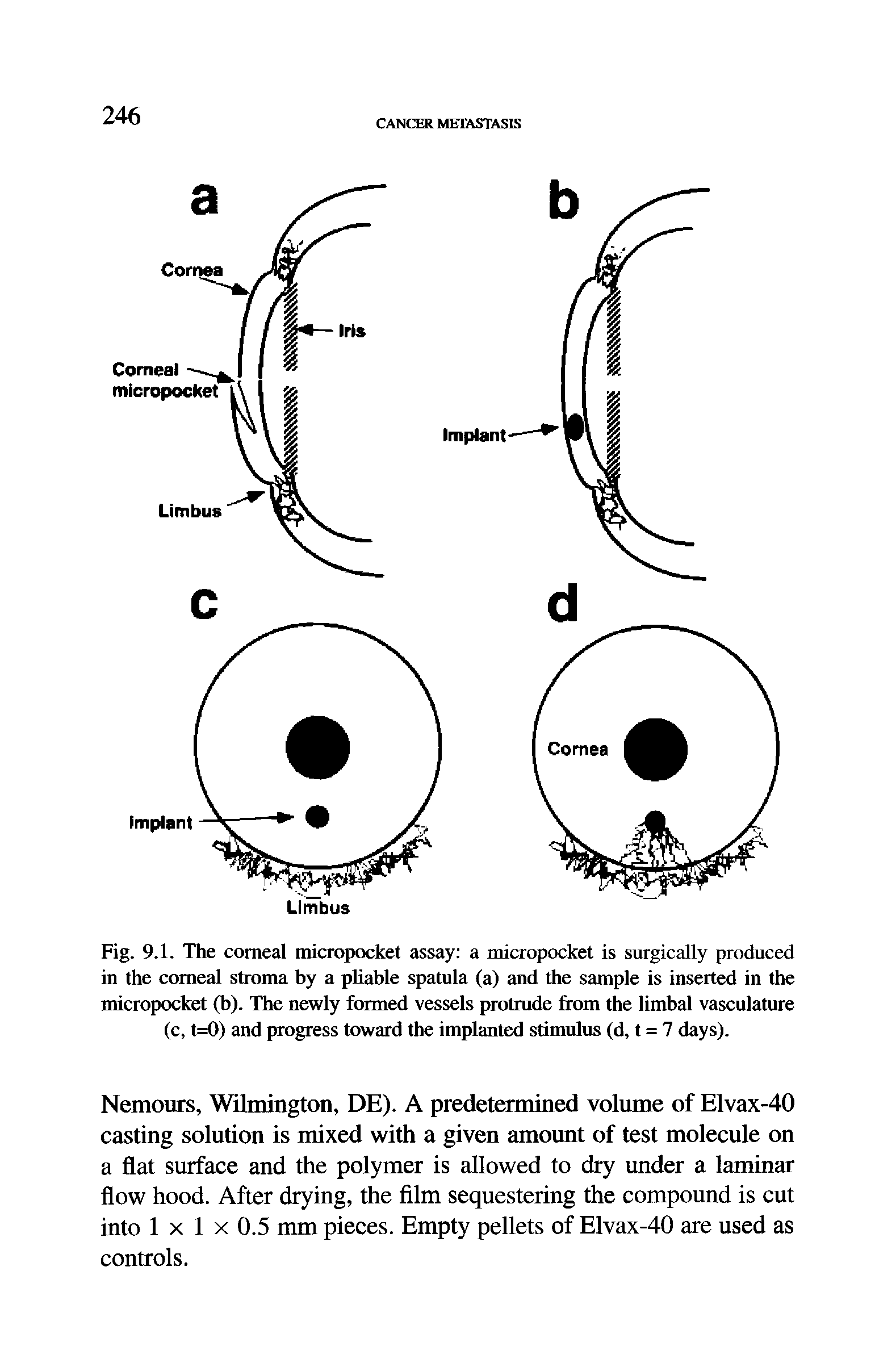 Fig. 9.1. The corneal micropocket assay a micropocket is surgically produced in the comeal stroma by a pliable spatula (a) and the sample is inserted in the micropocket (b). The newly formed vessels protrade from the limbal vasculature (c, t=0) and progress toward the implanted stimulus (d, t = 7 days).