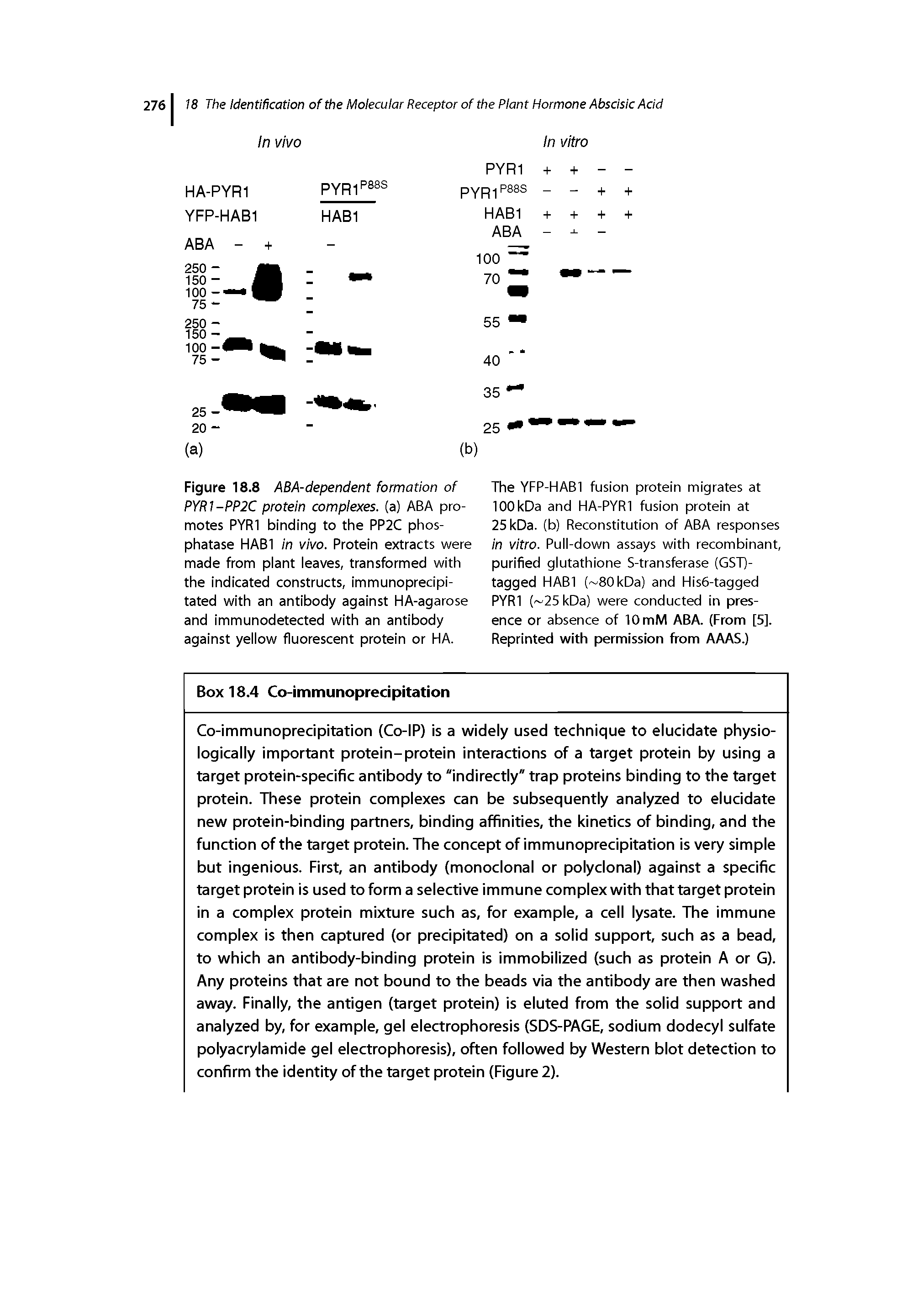 Figure 18.8 ABA-dependent formation of PYRI-PP2C protein complexes, (a) ABA promotes PYR1 binding to the PP2C phosphatase HAB1 in vivo. Protein extracts were made from plant leaves, transformed with the indicated constructs, immunoprecipi-tated with an antibody against HA-agarose and immunodetected with an antibody against yellow fluorescent protein or HA.