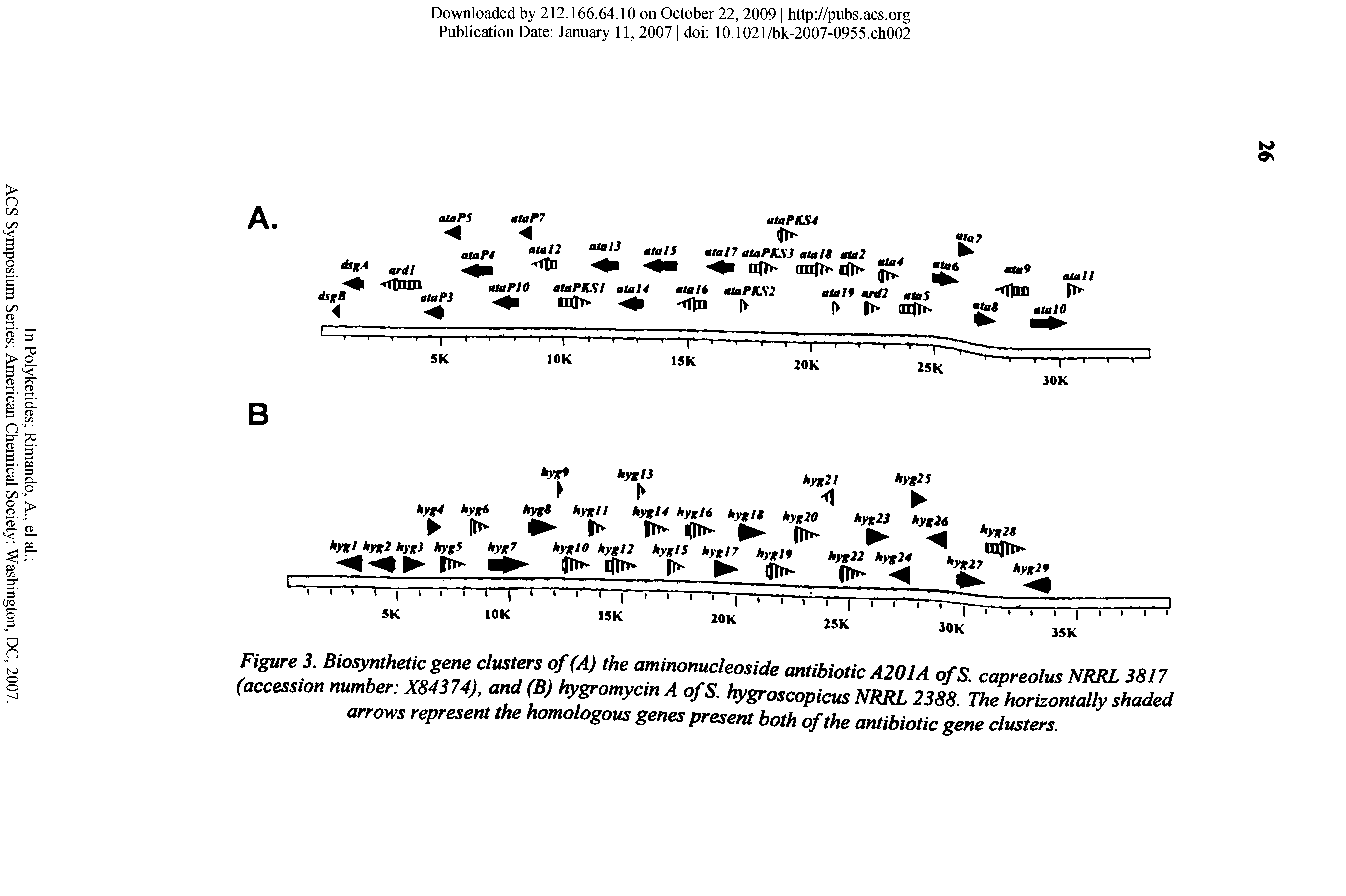 Figure 3, Biosynthetic gene clusters of (A) the aminonucleoside antibiotic A201A ofS. capreolus NRRL 3817 (accession number X84374), and (B) hygromycin A ofS. hygroscopicus NRRL 2388. The horizontally shaded arrows represent the homologous genes present both of the antibiotic gene clusters.