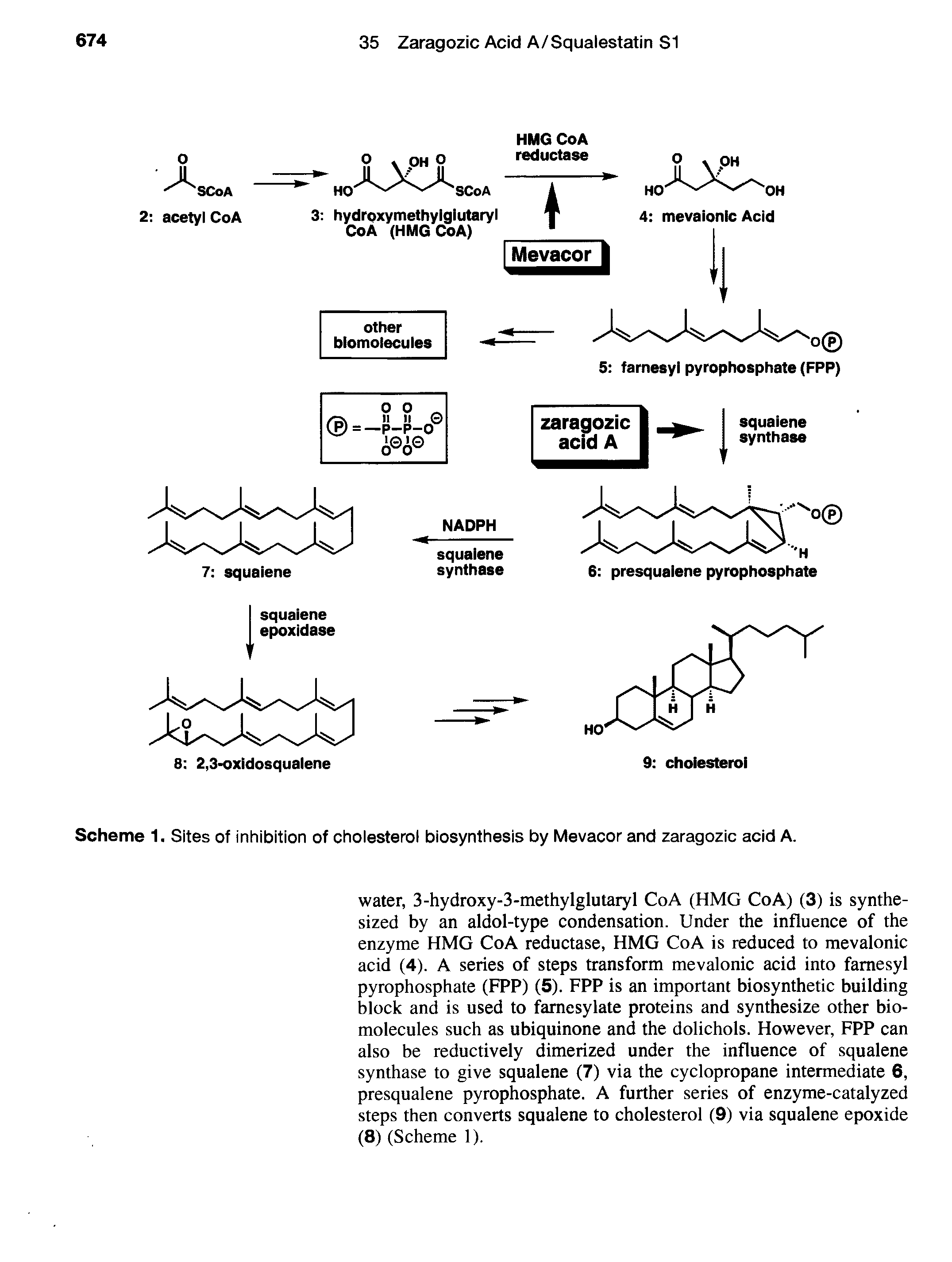 Scheme 1. Sites of inhibition of cholesterol biosynthesis by Mevacor and zaragozic acid A.
