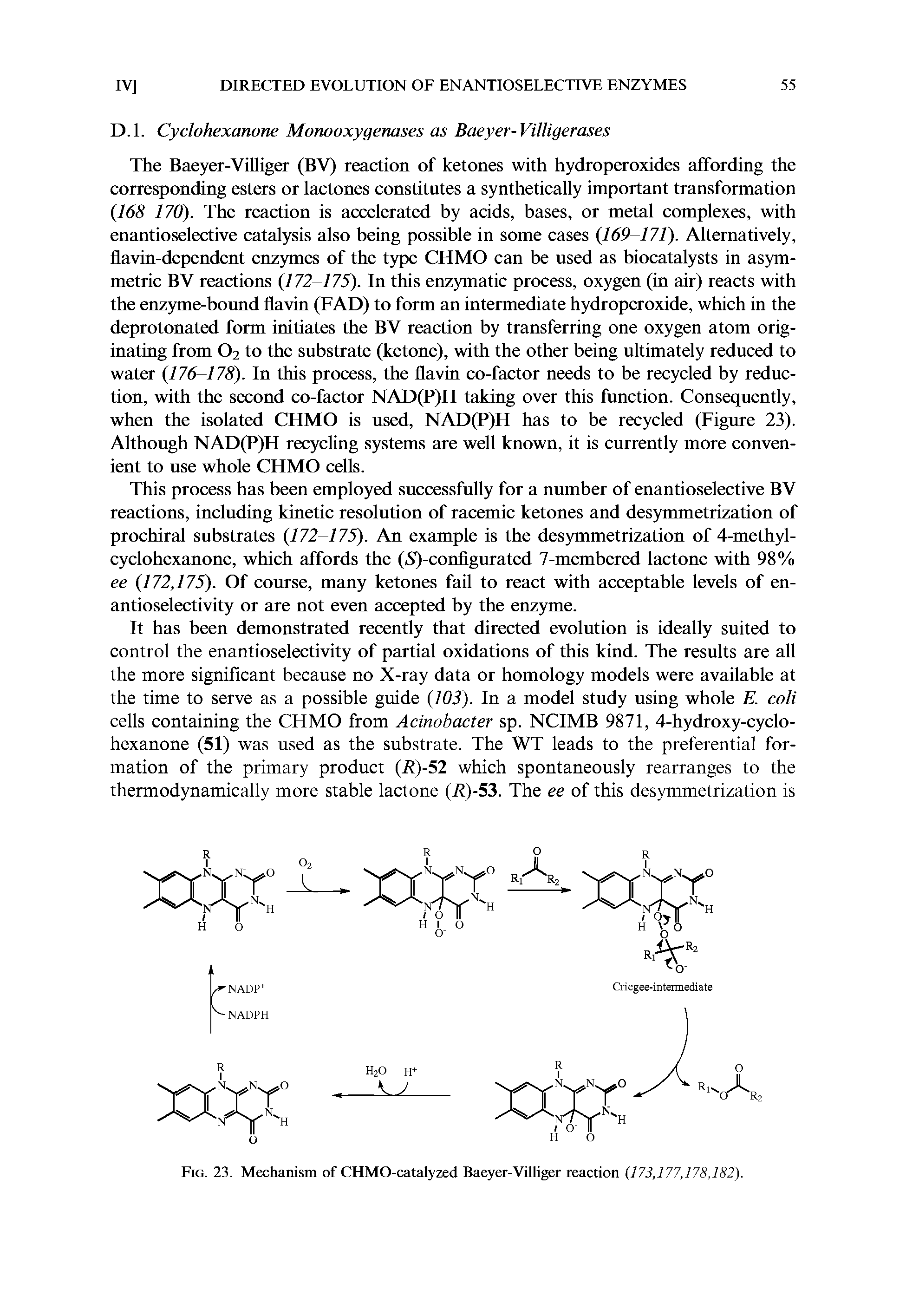 Fig. 23. Mechanism of CHMO-catalyzed Baeyer-Villiger reaction (173,177,178,182).