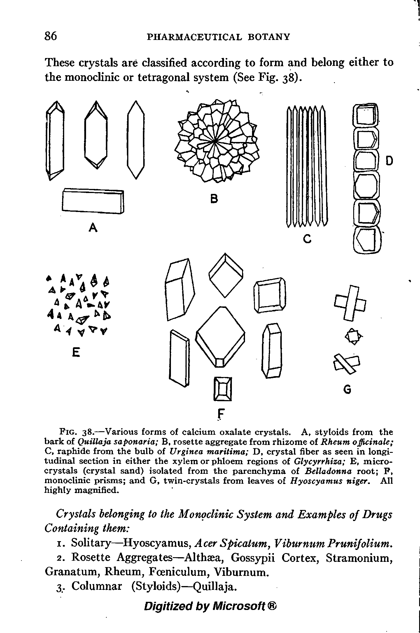 Fig. 38.—Various forms of calcium oxalate crystals. A, styloids from the bark of QuiUaja saponaria B, rosette aggregate from rhizome of Rheum officinale C, raphide from the bulb of Urginea maritima D. crystal fiber as seen in longitudinal section in either the xylem or phloem regions of Glycyrrhiza E, microcrystals (crystal sand) isolated from the parenchyma of Belladonna root F, monoclinic prisms and G, twin-crystals from leaves of Hyoscyamus niger. All highly magnified.