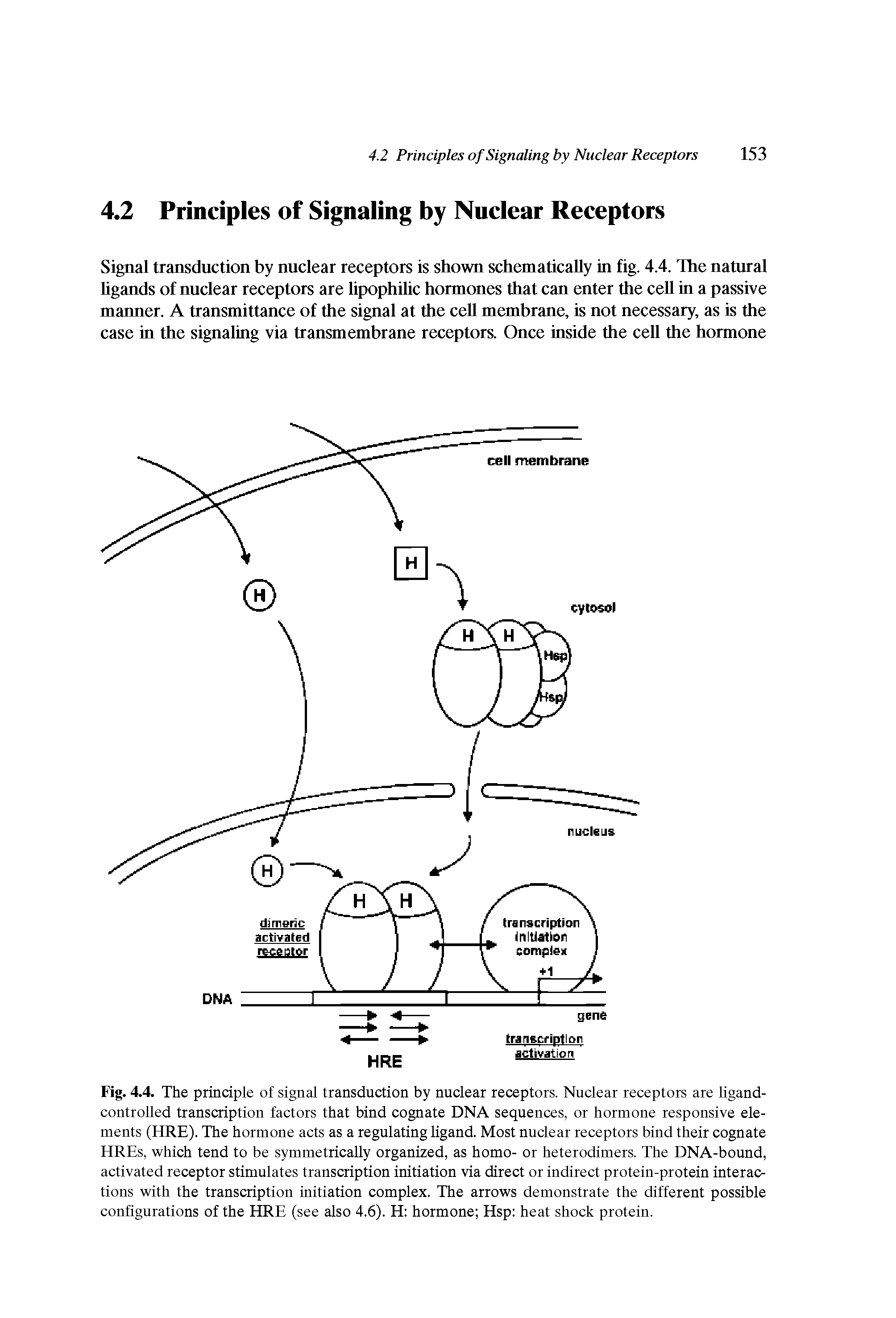 Fig. 4.4. The principle of signal transduction by nuclear receptors. Nuclear receptors are ligand-controlled transcription factors that bind cognate DNA sequences, or hormone responsive elements (HRE). The hormone acts as a regulating ligand. Most nuclear receptors bind their cognate HREs, which tend to be symmetrically organized, as homo- or heterodimers. The DNA-bound, activated receptor stimulates transcription initiation via direct or indirect protein-protein interactions with the transcription initiation complex. The arrows demonstrate the different possible configurations of the HRE (see also 4.6). H hormone Hsp heat shock protein.