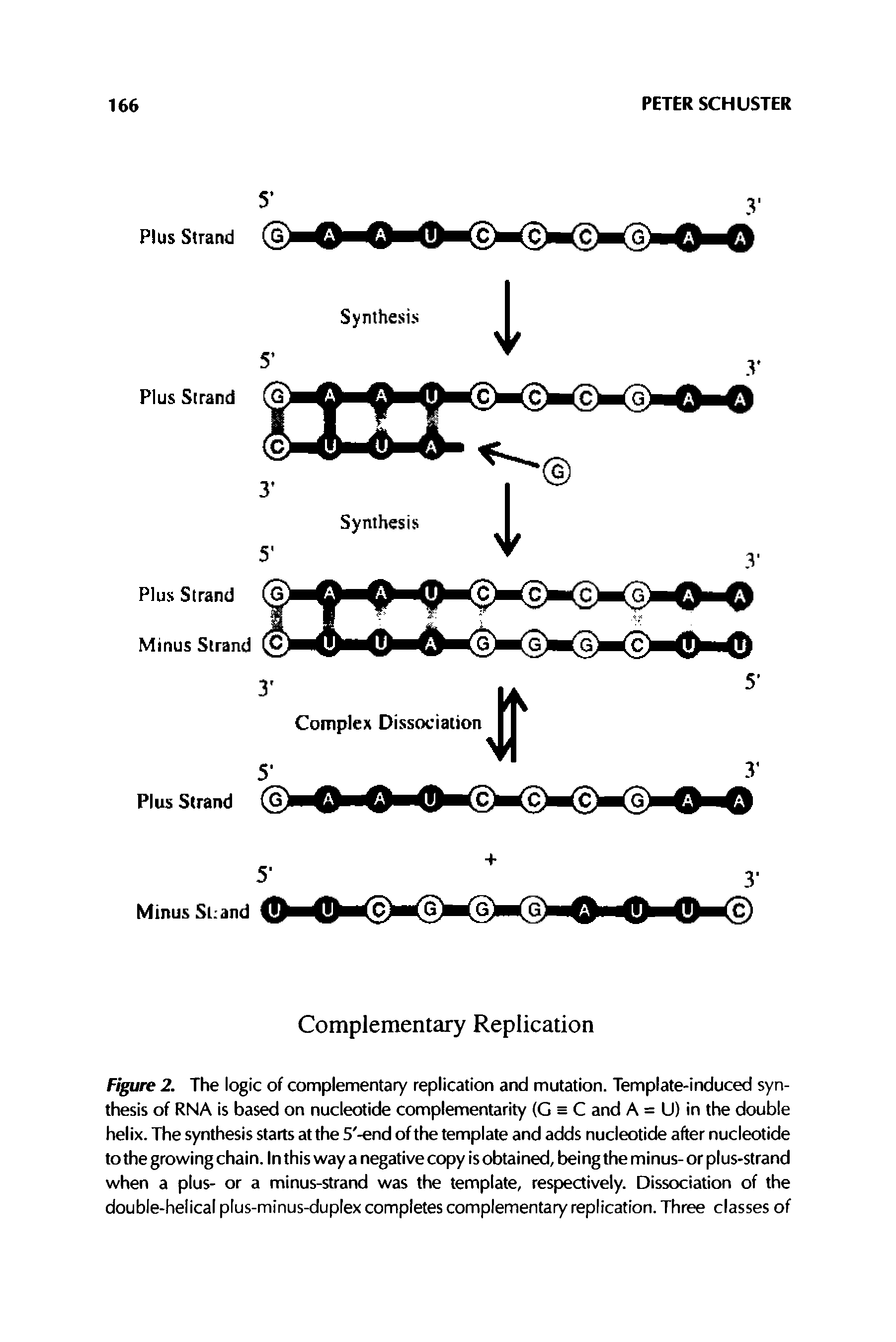 Figure 2. The logic of complementary replication and mutation. Template-induced synthesis of RNA is based on nucleotide complementarity (G h C and A = U) in the double helix. The synthesis starts at the 5 -end of the template and adds nucleotide after nucleotide to the growing chain. In this way a negative copy is obtained, being the minus- or plus-strand when a plus- or a minus-strand was the template, respectively. Dissociation of the double-helical plus-minus-duplex completes complementary replication. Three classes of...