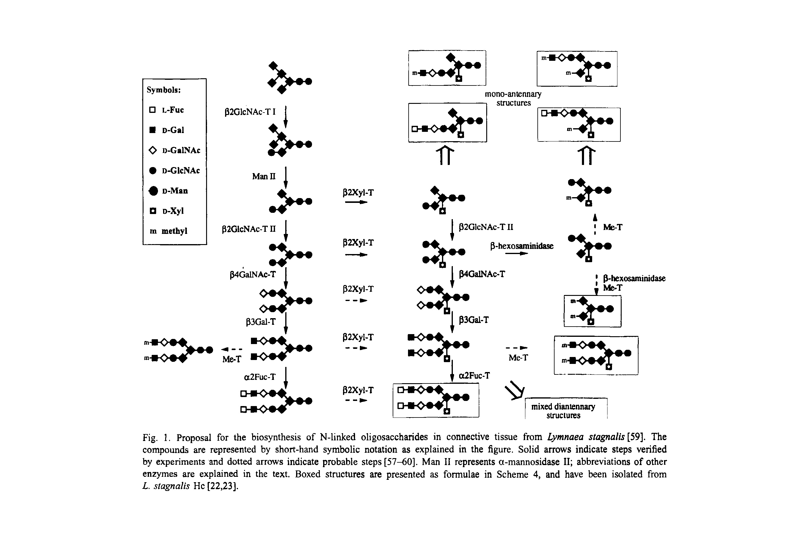 Fig. 1. Proposal for the biosynthesis of N-linked oligosaccharides in connective tissue from Lymnaea stagnalis [59]. The compounds are represented by short-hand symbolic notation as explained in the figure. Solid arrows indicate steps verified by experiments and dotted arrows indicate probable steps [57-60]. Man II represents a-mannosidase II abbreviations of other enzymes are explained in the text. Boxed structures are presented as formulae in Scheme 4, and have been isolated from L. stagnalis He [22,23].