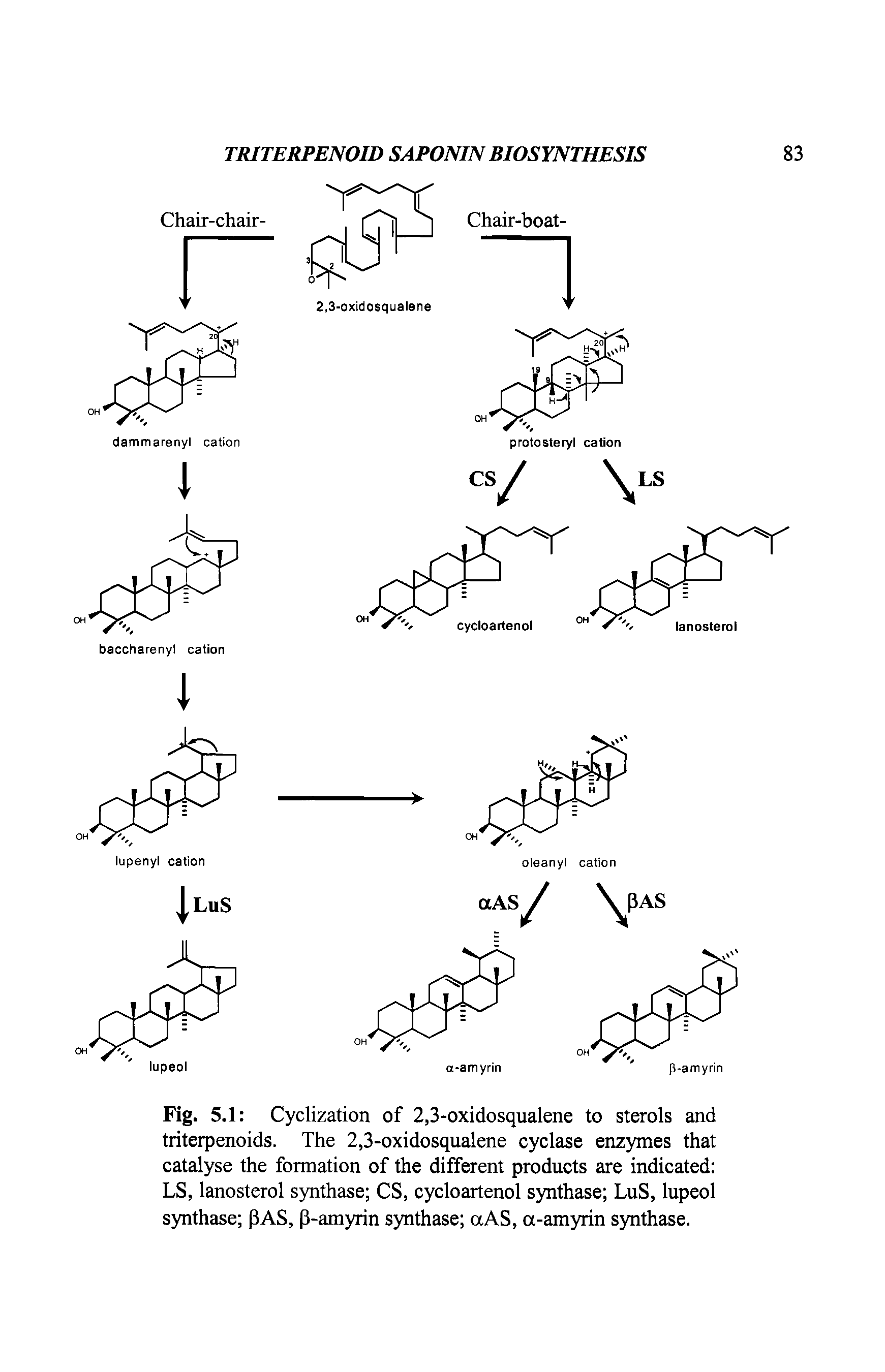 Fig. 5.1 Cyclization of 2,3-oxidosqualene to sterols and triterpenoids. The 2,3-oxidosqualene cyclase enzymes that catalyse the formation of the different products are indicated LS, lanosterol synthase CS, cycloartenol synthase LuS, lupeol synthase PAS, P-amyrin synthase aAS, a-amyrin synthase.