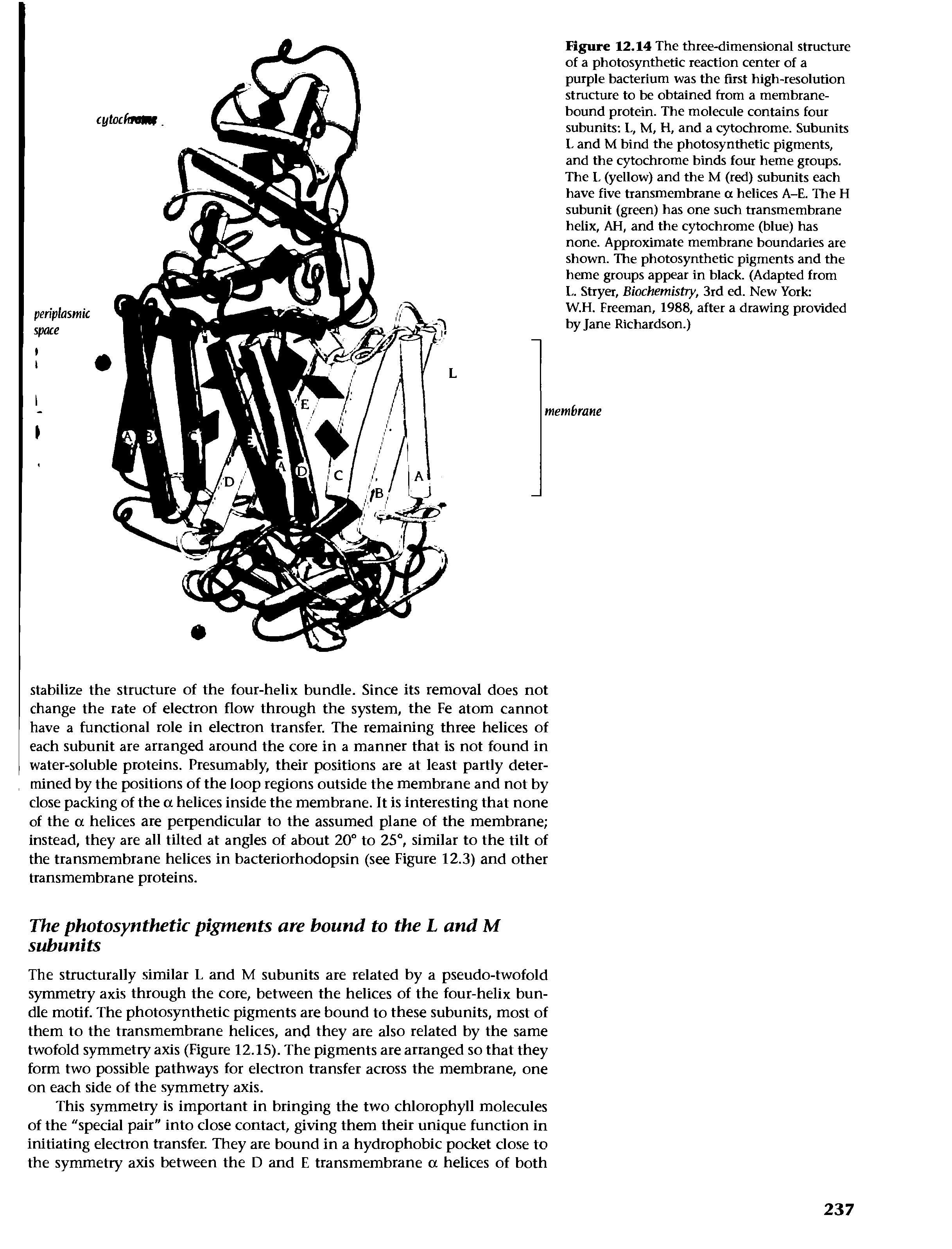 Figure 12.14 The three-dimensional structure of a photosynthetic reaction center of a purple bacterium was the first high-resolution structure to be obtained from a membrane-bound protein. The molecule contains four subunits L, M, H, and a cytochrome. Subunits L and M bind the photosynthetic pigments, and the cytochrome binds four heme groups. The L (yellow) and the M (red) subunits each have five transmembrane a helices A-E. The H subunit (green) has one such transmembrane helix, AH, and the cytochrome (blue) has none. Approximate membrane boundaries are shown. The photosynthetic pigments and the heme groups appear in black. (Adapted from L. Stryer, Biochemistry, 3rd ed. New York ...