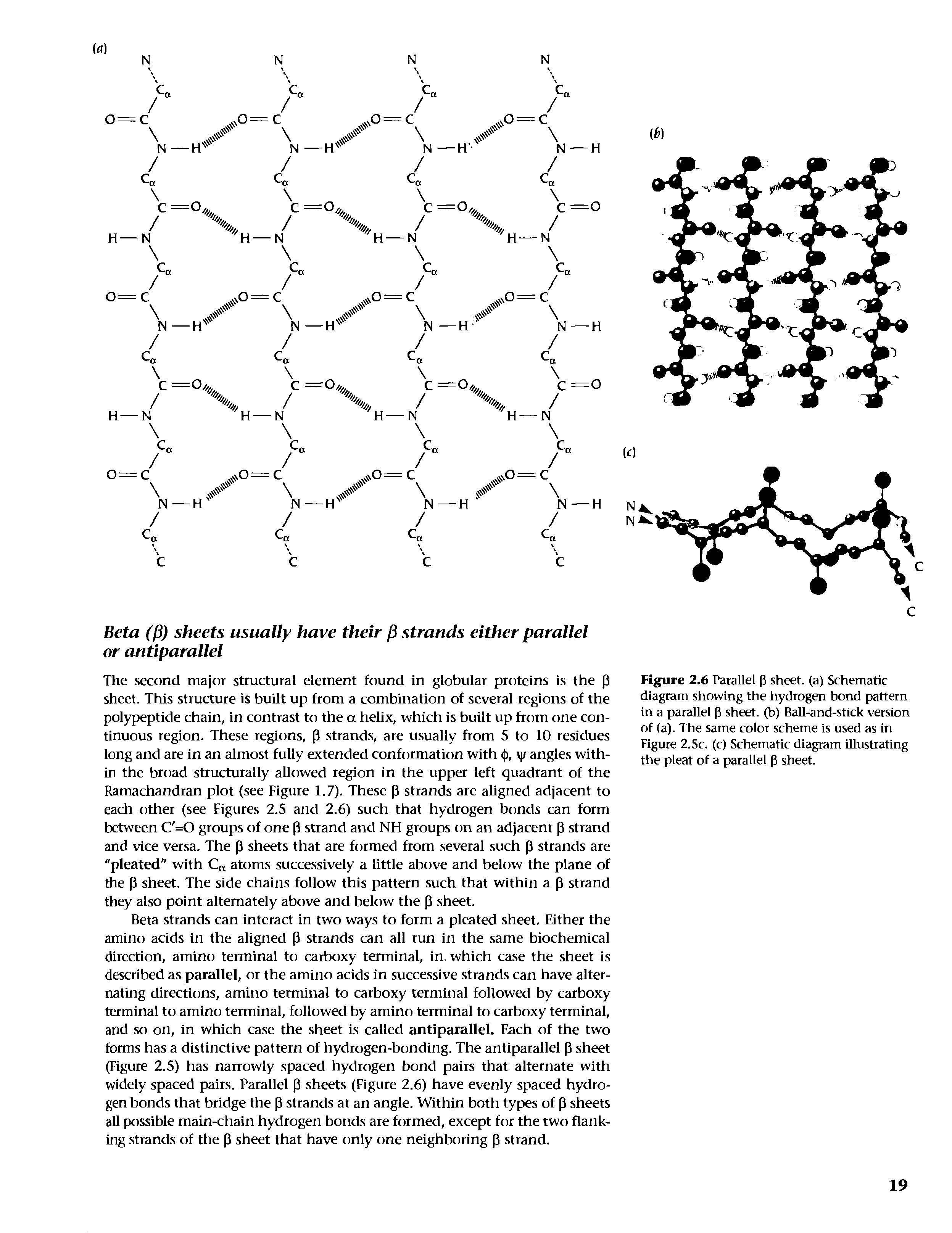 Figure 2.6 Parallel p sheet, (a) Schematic diagram showing the hydrogen bond pattern in a parallel p sheet, (b) Ball-and-stlck version of (a). The same color scheme is used as in Figure 2.5c. (c) Schematic diagram illustrating the pleat of a parallel p sheet.
