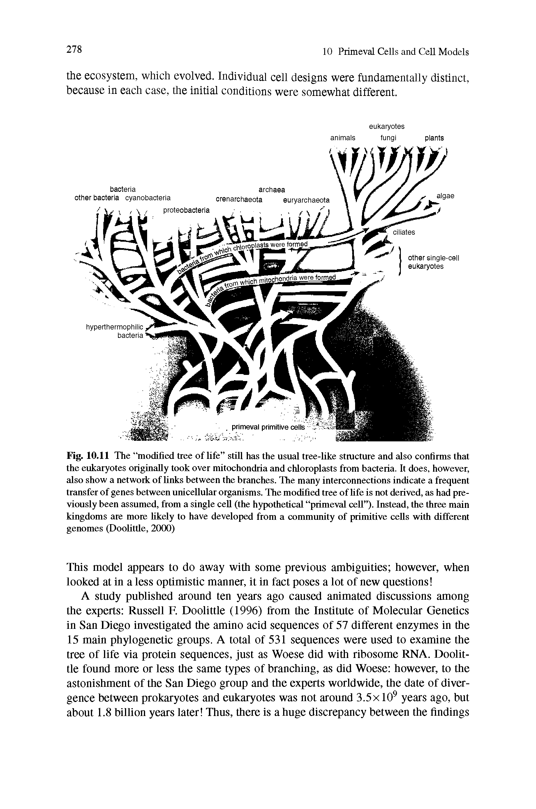 Fig. 10.11 The modified tree of life still has the usual tree-like structure and also confirms that the eukaryotes originally took over mitochondria and chloroplasts from bacteria. It does, however, also show a network of links between the branches. The many interconnections indicate a frequent transfer of genes between unicellular organisms. The modified tree of life is not derived, as had previously been assumed, from a single cell (the hypothetical primeval cell ). Instead, the three main kingdoms are more likely to have developed from a community of primitive cells with different genomes (Doolittle, 2000)...